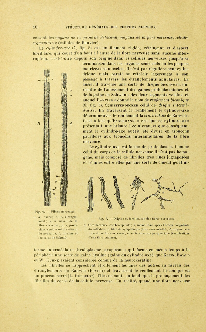 ce sont les noyaux de la gaine de Schivann, noyaux de la fibre nerveuse, cellules segmentaires (cellules de Ranvier). Le cylindre-axe (7, fig, 5) est un filament rigide, réfringent et d'aspect fibrillaire, qui court d'un bout à l'autre de la fibre nerveuse sans aucune inter- ruption, c'est-à-dire depuis son origine dans les cellules nerveuses jusqu'à sa terminaison dans les organes sensoriels ou les plaques motrices des muscles. 11 n'est par régulièrement cylin- drique, mais paraît se rétrécir légèrement à son passage à travers les étranglements annulaires. Là aussi, il traverse une sorte de disque biconvexe, qui résulte de l'adossement des gaines protoplasmiques et de la gaine de Schwann des deux segments voisins, et auquel Ranvier adonné le nom de renflement biconique (8, fig. 5), Schiefferdecker celui de disque intermé- diaire. En traversant ce renflement le cylindre-axe détermine avec le renflement la croix latine de Ranvier. C'est à tort qu'ENGELMANN a cru que ce cylindre-axe présentait une brisure à ce niveau, et que conséquem- ment le cylindre-axe aurait été divisé en tronçons parallèles aux tronçons interannulaires de la fibre nerveuse. Le cylindre-axe est formé de protoplasma. Comme celui du corps de la cellule nerveuse il n'est pas homo- gène, mais composé de fibrilles très fines juxtaposées et réunies entre elles par une sorte de ciment gélatini- M k Fig. 6. — Fibres nerveuses. 7 a, axone; )•, î', étrangle- ment; n, n, noyau de la libre nerveuse ; p, s, proto- plasme entourant et s'élirant du noyau ; i, /, myéline et incisures de Schmidt. Fig. 7. — Origine et terminaison des fibres nerveuses. a, fibre nerveuse cérébro-spinale; b, même libre après l'action coagulante du collodion ; ç, libre du sympathique (filire sans moellet ; d, origine cen- trale d'une libre nerveuse; e. sa terminaison périphérique (ramifications d'une fibre cutanée). forme intermédiaire (hyaloplasme, axoplasme) qui forme en même temps à la périphérie une sorte de gaine hyaline (gaine du cylindre-axe), que Klein, Ewald et W. Kuhne avaient considérée comme de la neurokératine. Les fibrilles se rapprochent étroitement les unes des autres au niveau des étranglements de Ranvier (Bovuiu) et traversent le renflement bi-conique en un pinceau serré (L. Gedoelst). Elles ne sont, au fond, que le prolongement des fibrilles du corps de la cellule nerveuse. En réalité, quand une fibre nerveuse