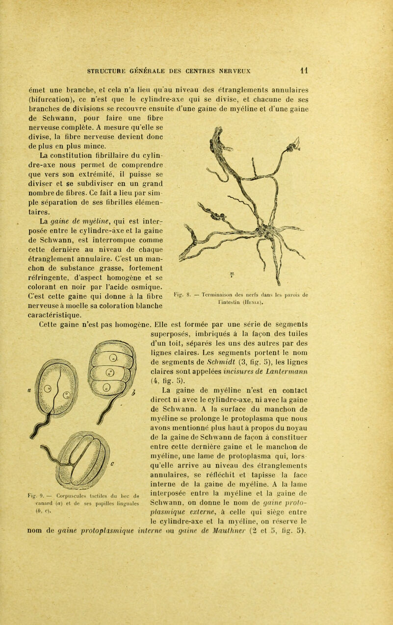 Terminaison des nerfs clans les parois de l'intestin (Henle). émet une branche, et cela n'a lieu qu'au niveau des étranglements annulaires (bifurcation), ce n'est que le cylindre-axe qui se divise, et chacune de ses branches de divisions se recouvre ensuite d'une gaine de myéline et d'une gaine de Schwann, pour faire une fibre nerveuse complète. A mesure qu'elle se divise, la fibre nerveuse devient donc de plus en plus mince. La constitution fibrillaire du cylin- dre-axe nous permet de comprendre que vers son extrémité, il puisse se diviser et se subdiviser en un grand nombre de fibres. Ce fait a lieu par sim- ple séparation de ses fibrilles élémen- taires. La gaine de myéline, qui est interr posée entre le cylindre-axe et la gaine de Schwann, est interrompue comme cette dernière au niveau de chaque étranglement annulaire. C'est un man- chon de substance grasse, fortement réfringente, d'aspect homogène et se colorant en noir par l'acide osmique. C'est cette gaine qui donne à la fibre nerveuse à moelle sa coloration blanche caractéristique. Cette gaine n'est pas homogène. Elle est formée par une série de segments superposés, imbriqués à la façon des tuiles d'un toit, séparés les uns des autres par des lignes claires. Les segments portent le nom de segments de Schmidt (3, fig. 5), les lignes claires sont appelées incisures de Lantermann (4, fig. 5). La gaine de myéline n'est en contact direct ni avec le cylindre-axe, ni avec la gaine de Schwann. A la surface du manchon de myéline se prolonge le protoplasma que nous avons mentionné plus haut à propos du noyau de la gaine de Schwann de façon à constituer entre cette dernière gaine et le manchon de myéline, une lame de protoplasma qui, lors qu'elle arrive au niveau des étranglements annulaires, se réfléchit et tapisse la face interne de la gaine de myéline. A la lame interposée entre la myéline et la gaine de Schwann, on donne le nom de gaine proto- plasmique externe, à celle qui siège entre le cylindre-axe et la myéline, on réserve le nom de gaine protoplismique interne ou guine de Mauthner (2 et 5, lig. 5). Corpuscules tactiles (lu liée de canard (a) et de ses papilles linguales (à, c).