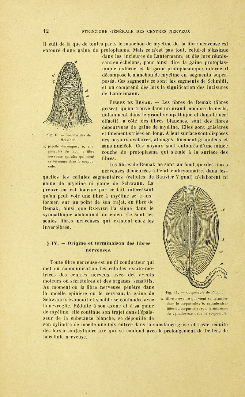 Il suit de là que de toutes parts le manchon de myéline de la fibre nerveuse est entouré d'une gaine de protoplasma. Mais ce n'est pas tout, celui-ci s'insinue dans les incisures de Lantermann, et dès lors réunis- sant en échelons, pour ainsi dire la gaine protoplas- mique externe et la gaine protoplasmique interne, il décompose le manchon de myéline en segments super- posés. Ces segments ce sont les segments de Schmidt, et on comprend dès lors la signification des incisures de Lantermann. Fibres de Remak. — Les fibres de Remak (fibres grises), qu'on trouve dans un grand nombre de nerfs, notamment dans le grand sympathique et dans le nerf olfactif, à côté des fibres blanches, sont des fibres dépourvues de gaine de myéline. Elles sont grisâtres et finement striées en long. A leur surface sont disposés des noyaux ovalaires, allongés, finement granuleux et sans nucléole. Ces noyaux sont entourés d'une mince couche de proloplasma qui s'étale à la surface des fibres. Les fibres de Remak ne sont, au fond, que des fibres nerveuses demeurées à l'état embryonnaire, dans les- quelles les cellules segmentaires (cellules de Ranvier-Vignal) n'élaborent ni gaine de myéline ni gaine de Schwann. La preuve en est fournie par ce fait intéressant qu'on peut voir une fibre à myéline se trans- former, sur un point de son trajet, en libre de Remak, ainsi que Ranvier l'a signé dans le sympathique abdominal du chien. Ce sont les seules fibres nerveuses qui existent chez les Invertébrés. - Corpuscules de Meissner papille dermique ; 6, cor- puscules du tact ; c. fibre nerveuse spiralée qui vient se terminer dans le corpus- cule. § IV. — Origine et terminaison des fibres nerveuses. Toute fibre nerveuse est un fil conducteur qui met en communication les cellules excito-mo- trices des centres nerveux avec des agents moteurs ou sécrétoires et des organes sensitifs. Au moment où la fibre nerveuse pénètre dans la moelle épinière ou le cerveau, la gaine de Schwann s'évanouit et semble se confondre avec la névroglie. Réduite à son axone et à sa gaine de myéline, elle continue son trajet dans l'épais- seur de la substance blanche, se dépouille de son cylindre de moelle une fois entrée dans la substance grise et reste réduite dès lors à son [cylindre-axe qui se confond avec le prolongement de Deiters de la cellule nerveuse. Fig. 11. — Corpuscule de Pacini. a, fibre nerveuse qui vient se terminer dans le corpuscule ; 6. capsule stra- tifiée du corpuscule; c, c, terminaison du cylindre-axe dans le corpuscule.