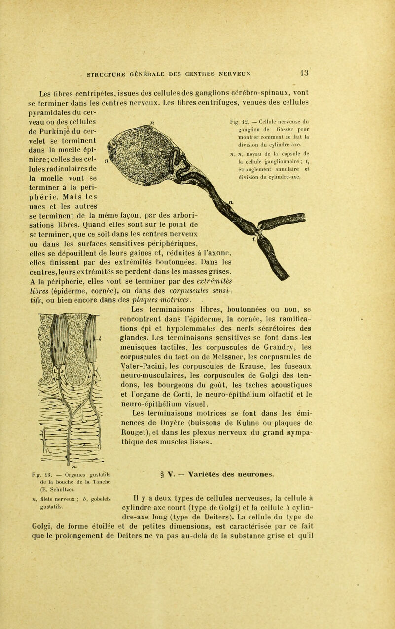 Les fibres centripètes, issues des cellules des ganglions cérébro-spinaux, vont se terminer dans les centres nerveux. Les libres centrifuges, venues des cellules pyramidales du cer- n v 12. — Cellule nerveuse du ganglion de Gasser pour ■montrer comment se fait la division du cylindre-axe. n, n, noyau de la capsule do la cellule ganglionnaire; l, étranglement annulaire et division du cylindre-axe. veau ou des cellules de Purkinjé du cer- velet se terminent dans la moelle épi- nière; celles des cel- lules radiculaires de la moelle vont se terminer à la péri- phérie. Mais les unes et les autres se terminent de la même façon, par des arbori- sations libres. Quand elles sont sur le point de se terminer, que ce soit dans les centres nerveux ou dans les surfaces sensitives périphériques, elles se dépouillent de leurs gaines et, réduites à l'axone, elles finissent par des extrémités boutonnées. Dans les centres, leurs extrémités se perdent dans les masses grises. A la périphérie, elles vont se terminer par des extrémités libres (épiderme, cornée), ou dans des corpuscules sensi- tifs, ou bien encore dans des plaques motrices. Les terminaisons libres, boutonnées ou non, se rencontrent dans l'épiderme, la cornée, les ramifica- tions épi et hypolemmales des nerfs sécrétoires des glandes. Les terminaisons sensitives se font dans les ménisques tactiles, les corpuscules de Grandry, les corpuscules du tact ou de Meissner, les corpuscules de Vater-Pacini, les corpuscules de Krause, les fuseaux neuro-musculaires, les corpuscules de Golgi des ten- dons, les bourgeons du goût, les taches acoustiques et l'organe de Corti, le neuro-épithélium olfactif et le neuro-épithélium visuel. Les terminaisons motrices se font dans les émi- nences de Doyère (buissons de Kuhne ou plaques de Rouget), et dans les plexus nerveux du grand sympa- thique des muscles lisses. Fig. 13. — Organes gustatifs de la bouche de la Tanche (E. Schultze). n, filets nerveux ; b, gobelets gustatifs. § v. Variétés des neurones. Il y a deux types de cellules nerveuses, la cellule à cylindre-axe court (type de Golgi) et la cellule à cylin- dre-axe long (type de Deiters). La cellule du type de Golgi, de forme étoilée et de petites dimensions, est caractérisée par ce fait que le prolongement de Deiters ne va pas au-delà de la substance grise et qu'il