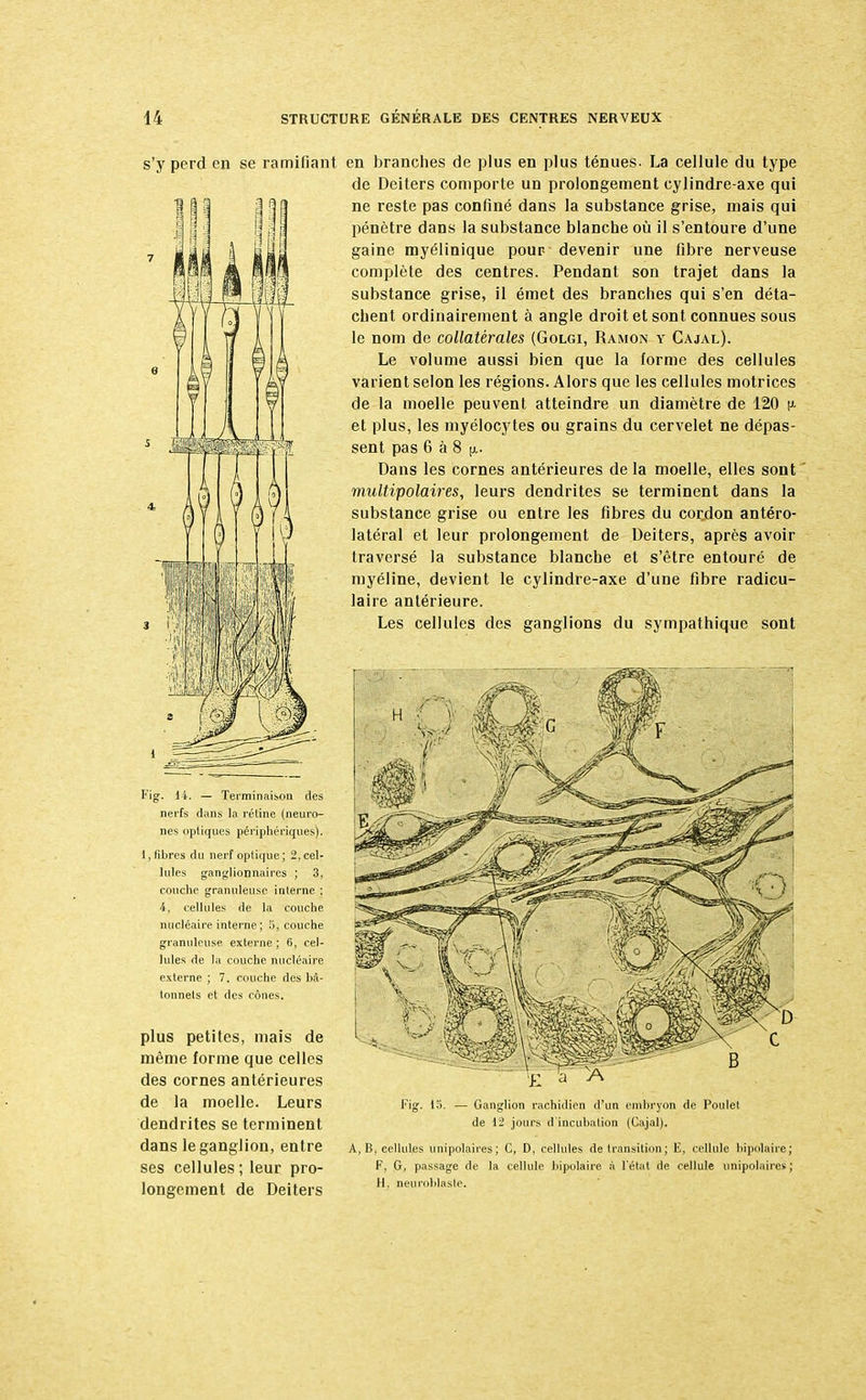 s'y perd en se ramifiant en branches de plus en plus ténues. La cellule du type de Deiters comporte un prolongement cylindre-axe qui ne reste pas confiné dans la substance grise, mais qui pénètre dans la substance blanche où il s'entoure d'une gaine myélinique pour- devenir une fibre nerveuse complète des centres. Pendant son trajet dans la substance grise, il émet des branches qui s'en déta- chent ordinairement à angle droit et sont connues sous le nom de collatérales (Golgi, Ramon y Cajal). Le volume aussi bien que la forme des cellules varient selon les régions. Alors que les cellules motrices de la moelle peuvent atteindre un diamètre de 120 (J- et plus, les myélocytes ou grains du cervelet ne dépas- sent pas 6 à 8 [j.. Dans les cornes antérieures de la moelle, elles sont multipolaires, leurs dendrites se terminent dans la substance grise ou entre les fibres du cordon antéro- latéral et leur prolongement de Deiters, après avoir traversé la substance blanche et s'être entouré de myéline, devient le cylindre-axe d'une fibre radicu- laire antérieure. Les cellules des ganglions du sympathique sont Fig. 14. — Terminaison des nerfs dans la rétine (neuro- nes optiques périphériques). 1, fibres du nerf optique; 2,cel- lules ganglionnaires ; 3, couche granuleuse interne : 4, cellules de la couche nucléaire interne ; 5, couche granuleuse externe ; 6, cel- lules de la couche nucléaire externe ; 7. couche des bâ- tonnets et des cônes. plus petites, mais de même forme que celles des cornes antérieures de la moelle. Leurs dendrites se terminent dans le ganglion, entre ses cellules ; leur pro- longement de Deiters - Ganglion rachidien d'un embryon de Poulet de 12 jours d'incubation (Cajal). A, Bj cellules unipolaires; C, D, cellules de transition ; E, cellule bipolaire; F, G, passage de la cellule bipolaire à l'état de cellule unipolaires ; H. neuroblaste.