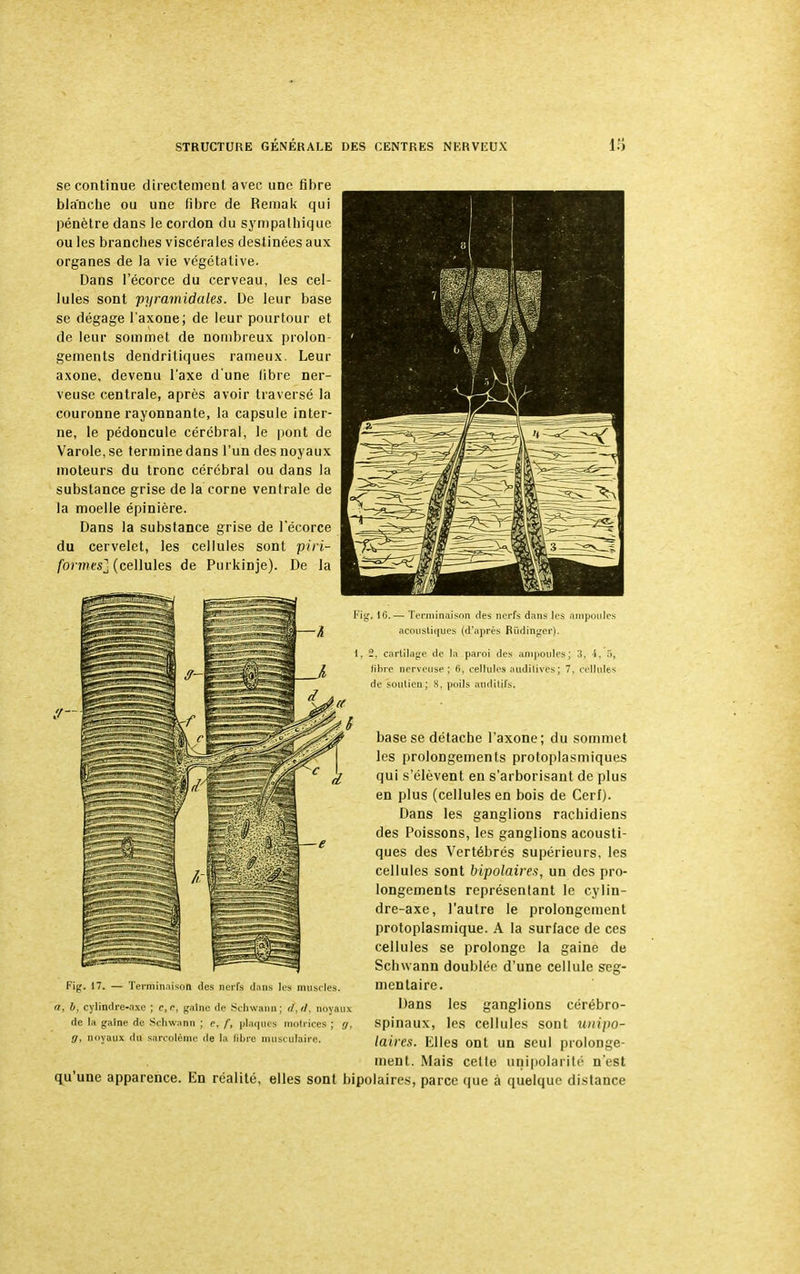 se continue directement avec une fibre blanche ou une fibre de Remak qui pénètre dans le cordon du sympathique ou les branches viscérales destinées aux organes de la vie végétative. Dans l'écorce du cerveau, les cel- lules sont pyramidales. De leur base se dégage l'axone; de leur pourtour et de leur sommet de nombreux prolon- gements dendritiques rameux. Leur axone, devenu l'axe d'une libre ner- veuse centrale, après avoir traversé la couronne rayonnante, la capsule inter- ne, le pédoncule cérébral, le pont de Varole,se termine dans l'un des noyaux moteurs du tronc cérébral ou dans la substance grise de la corne ventrale de la moelle épinière. Dans la substance grise de l'écorce du cervelet, les cellules sont piri- formesl (cellules de Purkinje). De la Fig. 17. — Terminaison des nerfs dans les muscles. a, b, cylindre-axe ; c,n, gaine de Schwann; il, il, noyaux de la gaine de Schwann ; e, f, plaques motrices ; g, g, noyaux du sarcolénie de la libre musculaire. Fig. 16.— Terminaison des nerfs dans les ampoules acoustiques (d'après Rudinger). 1, 2. cartilage de la paroi des ampoules; :!, i. .>, libre nerveuse; 6, cellules auditives ; 7, cellules de soutien; 8, poils auditifs. base se détache l'axone; du sommet les prolongements protoplasmiques qui s'élèvent en s'arborisant de plus en plus (cellules en bois de Cerf). Dans les ganglions rachidiens des Poissons, les ganglions acousti- ques des Vertébrés supérieurs, les cellules sont bipolaires, un des pro- longements représentant le cylin- dre-axe, l'autre le prolongement protoplasmique. A la surface de ces cellules se prolonge la gaine de Schwann doublée d'une cellule seg- mentaire. Dans les ganglions cérébro- spinaux, les cellules sont unîpor laires. Elles ont un seul prolonge- ment. Mais cette uninolarité n'est qu'une apparence. En réalité, elles sont bipolaires, parce que à quelque distance