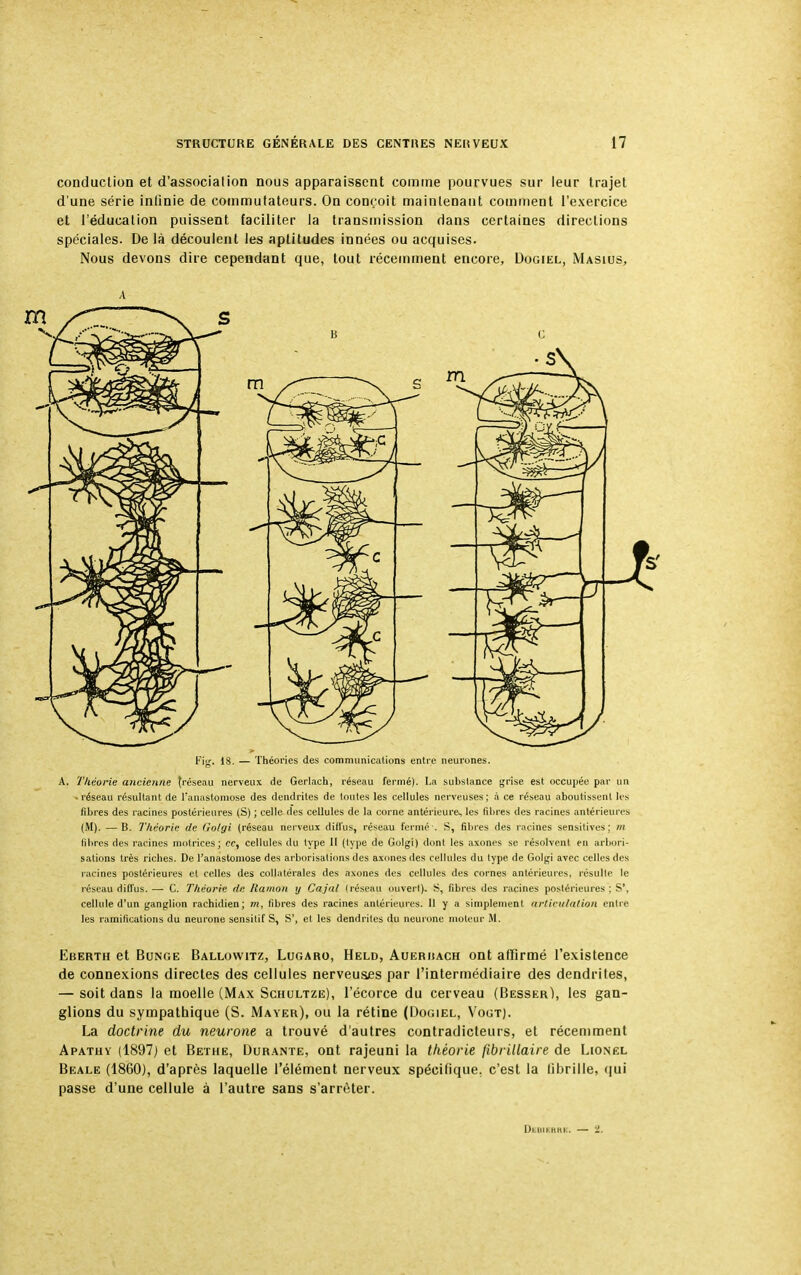 conduction et d'associalion nous apparaissent comme pourvues sur leur trajet d'une série inlinie de commutateurs. On conçoit maintenant comment l'exercice et l'éducation puissent faciliter la transmission dans certaines directions spéciales. De là découlent les aptitudes innées ou acquises. Nous devons dire cependant que, tout récemment encore, Dogiel, Masius, A Fie. 18. — Théories des communications entre neurones. A. Théorie ancienne (réseau nerveux de Gerlach, réseau fermé). La substance grise est occupée par un -réseau résultant de l'anastomose des dendriles de toutes les cellules nerveuses; à ce réseau aboutissent les fibres des racines postérieures (S) ; celle des cellules de la corne antérieure* les fibres des racines antérieures (M). —B. Théorie de (iolgi (réseau nerveux diffus, réseau fermé . S, fibres des racines sensitives; m libres des racines motrices; ce, cellules du type II (type de Golgi) dont les axones se résolvent en arbori- sations très riches. De l'anastomose des arborisations des axones des cellules du type de Golgi avec celles des racines postérieures et celles des collatérales des axones des cellules des cornes antérieures, résulte le réseau diffus.— C. Théorie tir. Ilamon y Cajnl (réseau ouvert). S, fibres des racines postérieures; S', cellule d'un ganglion rachidien; m, fibres des racines antérieures. Il y a simplement articulation entre les ramifications du neurone sensitif S, S', et les dendrites du neurone moteur M. Eberth et Bcnge Ballowitz, Lugaro, Held, Auerijach ont affirmé l'existence de connexions directes des cellules nerveuses par l'intermédiaire des dendrites, — soit dans la moelle (Max Schultze), l'écorce du cerveau (Besser), les gan- glions du sympathique (S. Mayer), ou la rétine (Dogiel, Vogt). La doctrine du neurone a trouvé d'autres contradicteurs, et récemment Apathy (1897j et Bethe, Durante, ont rajeuni la théorie jibrillaire de Lionf.l Beale (1860), d'après laquelle l'élément nerveux spécifique, c'est la lihrille, qui passe d'une cellule à l'autre sans s'arrêter. Dkbierrk. — 1.