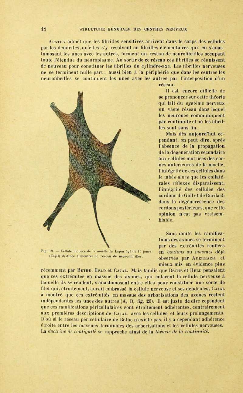 Apathy admet que les fibrilles sensitives arrivent dans le corps des cellules parles dendrites, qu'elles s'y résolvent en fibrilles élémentaires qui, en s'anas- tomosant les unes avec les autres, forment un réseau de neurolibrilles occupant toute l'étendue du neuroplasme. Au sortir de ce réseau ces fibrilles se réunissent de nouveau pour constituer les fibrilles du cylindre-axe. Les fibrilles nerveuses ne se terminent nulle part ; aussi bien à la périphérie que dans les centres les neurofibrilles se continuent les unes avec les autres par l'interposition d'un réseau. 11 est encore difficile de se prononcer sur cette théorie qui fait du système nerveux un vaste réseau dans lequel les neurones communiquent par continuité et où les fibril- les sont sans fin. Mais dès aujourd'hui ce- pendant, on peut dire, après l'absence de la propagation de la dégénération secondaire aux cellules motrices des cor- nes antérieures de la moelle, l'intégritéde ces cellules dans le tabès alors que les collaté- rales réflexes disparaissent, l'intégrité des cellules des cordons de Goll et de Rurdach dans la dégénérescence des cordons postérieurs, que cette opinion n'est pas vraisem- blable. Sans doute les ramifica- tions des axones se terminent par des extrémités renflées en boutons ou massues déjà observés par Auerbach, et mieux mis en évidence plus récemment par Bethe, Hei.d et Cajal. Mais tandis que Bethe et Held pensaient que ces extrémités en massue des axones, qui enlacent la cellule nerveuse à laquelle ils se rendent, s'anastomosent entre elles pour constituer une sorte de filet qui: étroitement, aurait embrassé la cellule nerveuse et ses dendrides, Cajal a montré que ces extrémités en massue des arborisations des axones restent indépendantes les unes des autres (A, B, fig. 20). 11 est juste dédire cependant que ces ramifications péricellulaires sont étroitement adhérentes, contrairement aux premières descriptions de Cajal, avec les cellules et leurs prolongements. D'où si le reseau péricellulaire de Bethe n'existe pas, il y a cependant adhérence étroite entre les massues terminales des arborisations et les cellules nerveuses. La doctrine de contiguïté se rapproche ainsi de la théorie de la continuité. 19. — Cellule motrice (le la moelle du Lapin Agé de 1 ii jours (Cajal) destinée à montrer le réseau de neuro-fibrilles.