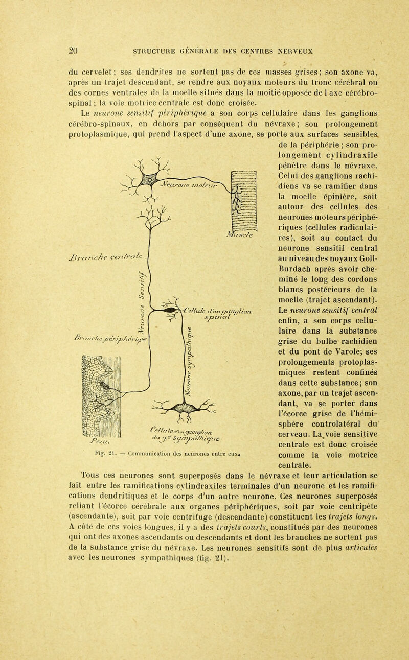 Mîisc/e JBrcuicJic cejilra/r- du cervelet; ses dendriles De sortent pas de ces masses grises; son axone va, après un trajet descendant, se rendre aux noyaux moteurs du tronc cérébral ou des cornes ventrales de la moelle situés dans la moitié opposée de 1 axe cérébro- spinal; la voie motrice centrale est donc croisée. Le neurone sensitif périphérique a son corps cellulaire dans les ganglions cérébro-spinaux, en dehors par conséquent du névraxe; son prolongement protoplasmique, qui prend l'aspect d'une axone, se porte aux surfaces sensibles. de la périphérie ; son pro- longement cylindraxile pénètre dans le névraxe. Celui des ganglions rachi- diens va se ramifier dans la moelle épinière, soit autour des cellules des neurones moteurs périphé- riques (cellules radiculai- res), soit au contact du neurone sensitif central au niveau des noyaux Goll- Burdach après avoir che- miné le long des cordons blancs postérieurs de la moelle (trajet ascendant). Le neurone sensitif central enlin, a son corps cellu- laire dans la substance grise du bulbe rachidien et du pont de Varole; ses prolongements protoplas- miques restent confinés dans cette substance; son axone, par un trajet ascen- dant, va se porter dans l'écorce grise de l'hémi- sphère controlatéral du cerveau. La„voie sensitive centrale est donc croisée comme la voie motrice centrale. Tous ces neurones sont superposés dans le névraxe et leur articulation se fait entre les ramifications cylindraxiles terminales d'un neurone et les ramifi- cations dendritiques et le corps d'un autre neurone. Ces neurones superposés reliant l'écorce cérébrale aux organes périphériques, soit par voie centripète (ascendante), soit par voie centrifuge (descendante) constituent les trajets longs. A côté de ces voies longues, il y a des trajets courts, constitués par des neurones qui ont des axones ascendants ou descendants et dont les branches ne sortent pas de la substance grise du névraxe. Les neurones sensitifs sont de plus articulés avec les neurones sympathiques (fig. 21). Cc/lulc tJ'iuxgant/lion dujif* ■sy-nyjaMiytte Fig. 21. — Communication des neurones entre eux.