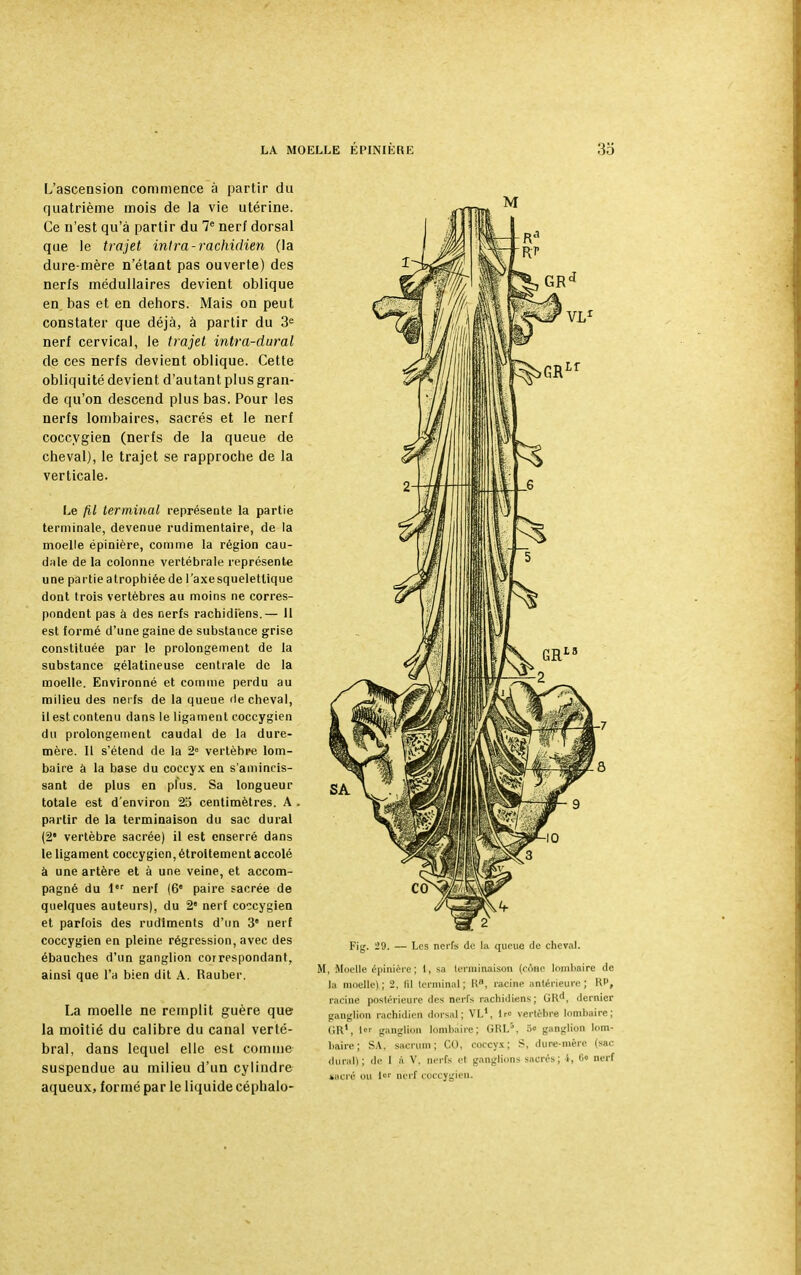 L'ascension commence à partir du quatrième mois de la vie utérine. Ce n'est qu'à partir du 7e nerf dorsal que le trajet intra-rachidien (la dure-mère n'étant pas ouverte) des nerfs médullaires devient oblique en. bas et en dehors. Mais on peut constater que déjà, à partir du 3e nerf cervical, le trajet intra-dural de ces nerfs devient oblique. Cette obliquité devient d'autant plus gran- de qu'on descend plus bas. Pour les nerfs lombaires, sacrés et le nerf coccygien (nerfs de la queue de cheval), le trajet se rapproche de la verticale. Le fil terminal représente la partie terminale, devenue ruditnentaire, de la moelle épinière, comme la région cau- dale de la colonne vertébrale représente une partie atrophiée de l'axe squeletlique dont trois vertèbres au moins ne corres- pondent pas à des nerfs racbidiens.— 11 est formé d'une gaine de substance grise constituée par le prolongement de la substance gélatineuse centrale de la moelle. Environné et comme perdu au milieu des nerfs de la queue de cheval, il est contenu dans le ligament coccygien du prolongement caudal de la dure- mère. Il s'étend de la 2e vertèbre lom- baire à la base du coccyx en s'amineis- sant de plus en plus. Sa longueur totale est d'environ 25 centimètres. A partir de la terminaison du sac durai (2* vertèbre sacrée) il est enserré dans le ligament coccygien, étroitement accolé à une artère et à une veine, et accom- pagné du 1er nerf (6* paire sacrée de quelques auteurs), du 2 nerf coccygien et parfois des rudiments d'un 3 nerf coccygien en pleine régression, avec des ébauches d'un ganglion correspondant, ainsi que l'a bien dit A. Rauber. La moelle ne remplit guère que la moitié du calibre du canal verté- bral, dans lequel elle est comme suspendue au milieu d'un cylindre aqueux, formé par le liquide céphalo- M. Moelle épinière; I, sa terminaison (roue lombaire de la moelle); 2, (il terminal; Ka, racine antérieure; RP, racine postérieure (les nerfs rachidiens; GKd, dernier ganglion rachidien dorsal: VI.1, lrc vertèbre lombaire; (1R1, 1 ganglion lombaire; URL5. 6» ganglion lom- baire; SA, sacrum; CO, coccyx; S, dure-mère (sac durai); de I à V. nerfs et ganglions sacrés; t, C« nerf sacré ou l«r nerf coccygien.