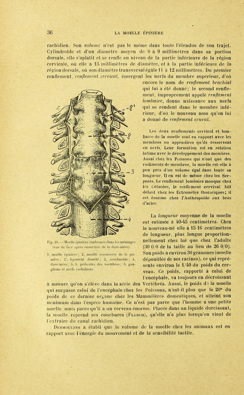 rachidien. Son volume n'est pas le même dans toute l'étendue de sou trajet. Cylindroïde et d'un diamètre moyen de 8 à 9 millimètres dans sa portion dorsale, elle s'aplatit et se renfle au niveau de la partie inférieure de la région cervicale, où elle a 15 millimètres de diamètre, et à la partie inférieure de la région dorsale, où son diamètre transversal égale 11 à 12 millimètres. Du premier renflement, renflement cervical, émergent les nerfs du membre supérieur, d'où encore le nom de renflement brachial qui lui a été donné; le second renfle- ment, improprement appelé renflement lombaire, donne naissance aux nerfs qui se rendent dans le membre infé- rieur, d'où le nouveau nom qu'on lui a donné de renflement crural. Les deux renflements cervical et lom- baire de la moelle sont en rapport avec les membres ou appendices qu'ils desservent en nerfs. Leur formation est en relation intime avec le développement des membres. Aussi chez les Poissons qui n'ont que des rudiments de membres, la moelle est-elle à peu près d'un volume égal dans toute sa longueur. Il en est de même chez les Ser- pents. Le renflement lombaire manque chez les L'étacées, le renflement cervival fait défaut chez les Ectromèles thoraciques; il est énorme chez l'Anthropoïde aux bras d'acier. La longueur moyenne de la moelle est estimée à 40-45 centimètres. Chez le nouveau-né elle a 15-16 centimètres de longueur, plus longue proportion- nellement chez lui que chez l'adulte (30 0, 0 de la taille au lieu de 26 0/0). Son poids a environ 30 grammes (moelle dépouillée de ses racines), ce qui repré- sente environ le 1/40 du poids du cer- veau. Ce poids, rapporté à celui de l'encéphale, va toujours en décroissant à mesure qu'on s'élève dans la série des Vertébrés. Aussi, le poids dî la moelle qui surpasse celui de l'encéphale chez les Poissons, n'est-il plus que le 20e du poids de ce dernier organe chez les Mammifères domestiques, et atteint son minimum dans l'espèce humaine. Ce n'est pas parce que l'homme a une petite moelle, mais parce qu'il a un cerveau énorme. Placée dans un liquide durcissant, la moelle reprend ses courbures (Flusch), qu'elle n'a plus lorsqu'on vient de l'extraire du canal rachidien. Dksmoulins a établi que le volume de la moelle chez les animaux est en rapport avec l'énergie du mouvement et de la sensibilité tactile. Fig. 30. — Moelle épinière renfermée dans les méninge: (vue de faee après ouverture de la dure-mère). i, moelle épinière; 2, moelle recouverte de la pie mère; 2', ligament dentelé; 3, arachnoïde; 4 dure-mère; 5, 5, pédicules des vertèbres ; 6, gan- glions et nerfs rachidiens.