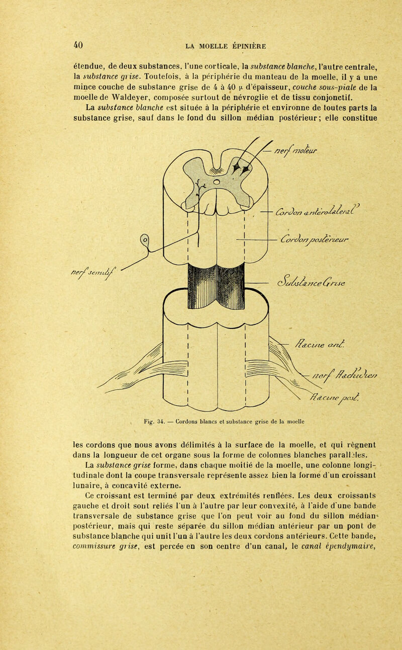 étendue, de deux substances, l'une corticale, la substance blanche, l'autre centrale, la substance grise. Toutefois, à la périphérie du manteau de la moelle, il y a une mince couche de substance grise de 4 à 40 v- d'épaisseur, couche sous-piale de la moelle de Waldeyer, composée surtout de névroglie et de tissu conjonctif. La substance blanche est située à la périphérie et environne de toutes parts la substance grise, sauf dans le fond du sillon médian postérieur; elle constitue Fig. 34. — Cordons blancs et substance grise de la moelle les cordons que nous avons délimités à la surface de la moelle, et qui régnent dans la longueur de cet organe sous la forme de colonnes blanches parallèles. La substance grise forme, dans chaque moitié de la moelle, une colonne longi- tudinale dont la coupe transversale représente assez bien la forme d'un croissant lunaire, à concavité externe. Ce croissant est terminé par deux extrémités renflées. Les deux croissants gauche et droit sont reliés l'un à l'autre par leur convexité, à l'aide d'une bande transversale de substance grise que l'on peut voir au fond du sillon médian- postérieur, mais qui reste séparée du sillon médian antérieur par un pont de substance blanche qui unit l'un à l'autre les deux cordons antérieurs. Cette bande, commissure grise, est percée en son centre d'un canal, le canal épendymaire,