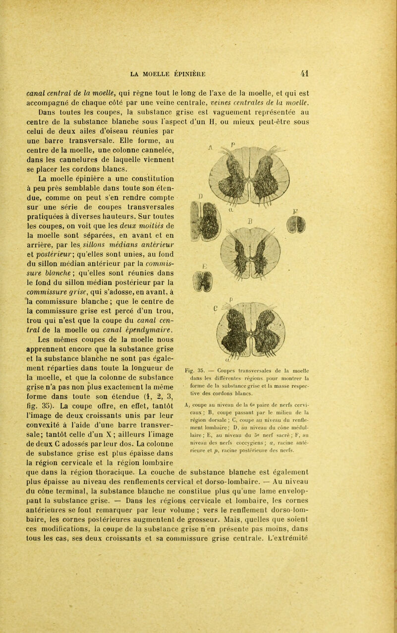 canal central de la moelle, qui règne tout le long de l'axe de la moelle, et qui est accompagné de chaque côté par une veine centrale, veines centrales de la moelle. Dans toutes les coupes, la substance grise est vaguement représentée au centre de la substance blanche sous l'aspect d'un H, ou mieux peut-être sous celui de deux ailes d'oiseau réunies par une barre transversale. Elle forme, au centre de la moelle, une colonne cannelée, dans les cannelures de laquelle viennent se placer les cordons blancs. La moelle épinière a une constitution à peu près semblable dans toute son éten- due, comme on peut s'en rendre compte sur une série de coupes transversales pratiquées à diverses hauteurs. Sur toutes les coupes, on voit que les deux moitiés de la moelle sont séparées, en avant et en arrière, par les sillons médians antérieur et postérieur; qu'elles sont unies, au fond du sillon médian antérieur par la commis- sure blanche ; qu'elles sont réunies dans le fond du sillon médian postérieur par la commissure grise, qui s'adosse, en avant, à la commissure blanche ; que le cenlre de la commissure grise est percé d'un trou, trou qui n'est que la coupe du canal cen- tral de la moelle ou canal èpendymaire. Les mêmes coupes de la moelle nous apprennent encore que la substance grise et la substance blanche ne sont pas égale- ment réparties dans toute la longueur de la moelle, et que la colonne de substance grise n'a pas non plus exactement la même forme dans toute son étendue (1, 2, 3, fig. 35). La coupe offre, en effet, tantôt l'image de deux croissants unis par leur convexité à l'aide d'une barre transver- sale; tantôt celle d'un X; ailleurs l'image de deux C adossés par leur dos. La colonne de substance grise est plus épaisse dans la région cervicale et la région lombaire que dans la région thoracique. La couche de substance blanche est également plus épaisse au niveau des renflements cervical et dorso-lombaire. — Au niveau du cône terminal, la substance blanche ne constitue plus qu'une lame envelop- pant la substance grise. — Dans les régions cervicale et lombaire, les cornes antérieures se fout remarquer par leur volume; vers le rendement dorso-lom- baire, les cornes postérieures augmentent de grosseur. Mais, quelles que soient ces modifications, la coupe de la substance grise n en présente pas moins, dans tous les cas, ses deux croissants et sa commissure grise centrale. L'extréinit<; Fig. 35. — Coupes transversales de la moelle dans les différentes régions pour montrer la forme de la substance grise et la masse respec- tive des cordons blancs. A, coupe au niveau de la G« paire de nerfs cervi- caux ; B, coupe passant par le milieu de la région dorsale ; C, coupe au niveau du renfle- ment lombaire; D, au niveau du cône médul- laire; E, au niveau du 5« nerf sacré; F, au niveau des nerfs coccygiens ; a, racine anté- rieure et p, racine postérieure des nerfs.