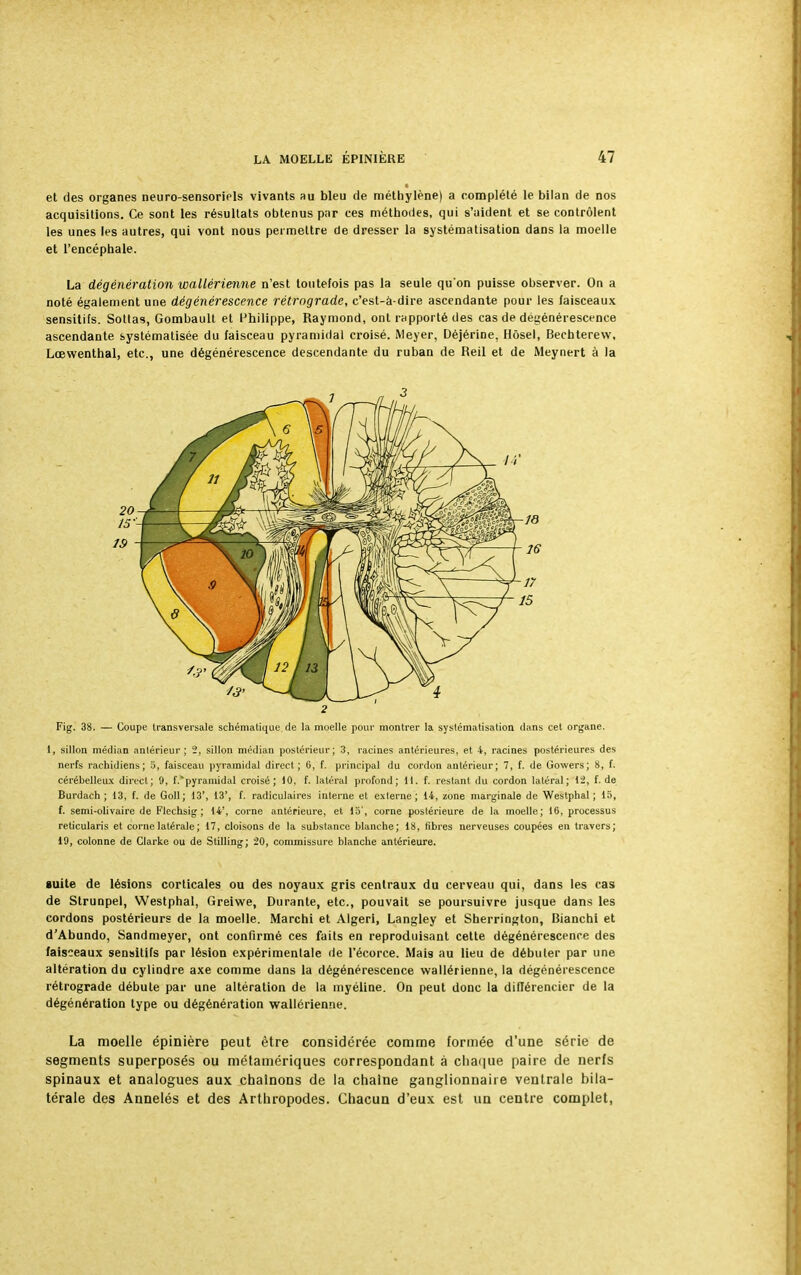 et des organes neuro-sensoriels vivants au bleu de méthylène) a complété le bilan de nos acquisitions. Ce sont les résultats obtenus par ces méthodes, qui s'aident et se contrôlent les unes les autres, qui vont nous permettre de dresser la systématisation dans la moelle et l'encéphale. La dégénération wallérienne n'est toutefois pas la seule qu'on puisse observer. On a noté également une dégénérescence rétrograde, c'est-à-dire ascendante pour les faisceaux sensitifs. Sottas, Gombault et Philippe, Raymond, ont rapporté des cas de dégénérescence ascendante systématisée du faisceau pyramidal croisé. Meyer, Déjérine, Hôsel, Bechterew, Lœwenthal, etc., une dégénérescence descendante du ruban de Reil et de Meynert à la 2 Fig. 38. — Coupe transversale schématique, de la muelle pour montrer la systématisation dans cet organe. 1, sillon médian antérieur; 2, sillon médian postérieur; 3, racines antérieures, et 4, racines postérieures des nerfs rachidiens; 5, faisceau pyramidal direct; 6, f. principal du cordon antérieur; 7, f. de Gowers; 8, f. cérébelleux direct; 9, f.pyramidal croisé; 10, f. latéral profond; M. f. restant du cordon latéral; 12, f. de Burdach ; 13, f. de Goll; 13', 13', f. radiculaires interne et externe; 14, zone marginale de Westphal ; 15, f. semi-olivaire de Klechsig ; 14', corne antérieure, et 15', corne postérieure de la moelle; 16, processus reticularis et corne latérale; 17, cloisons de la substance blanche; 18, fibres nerveuses coupées en travers; 19, colonne de Clarke ou de Stilling; 20, commissure blanche antérieure. suite de lésions corticales ou des noyaux gris centraux du cerveau qui, dans les cas de Strunpel, Westphal, Greiwe, Durante, etc., pouvait se poursuivre jusque dans les cordons postérieurs de la moelle. Marchi et Algeri, Langley et Sherrington, Bianchi et d'Abundo, Sandmeyer, ont confirmé ces faits en reproduisant cette dégénérescence des faisceaux sensitifs par lésion expérimentale de l'écorce. Mais au lieu de débuter par une altération du cylindre axe comme dans la dégénérescence wallérienne, la dégénérescence rétrograde débute par une altération de la myéline. On peut donc la différencier de la dégénération type ou dégénération wallérienne. La moelle épinière peut être considérée comme formée d'une série de segments superposés ou métamériques correspondant à chaque paire de nerfs spinaux et analogues aux chaînons de la chaîne ganglionnaire ventrale bila- térale des Annelés et des Arthropodes. Chacun d'eux est un centre complet,