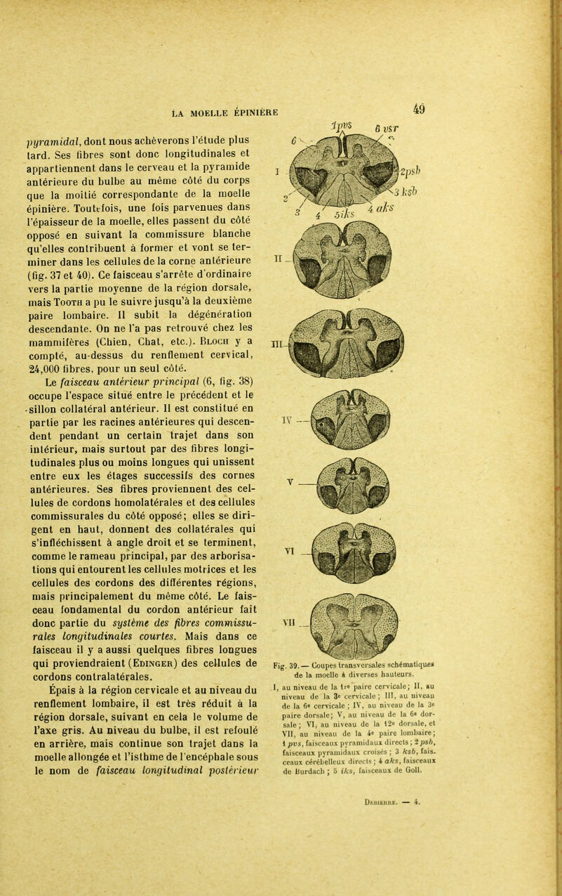 pyramidal, dont nous achèverons l'étude plus tard. Ses fibres sont donc longitudinales et appartiennent dans le cerveau et la pyramide antérieure du bulbe au même côté du corps que la moitié correspondante de la moelle épinière. Toutefois, une fois parvenues dans l'épaisseur de la moelle, elles passent du côté opposé en suivant la commissure blanche qu'elles contribuent à former et vont se ter- miner dans les cellules de la corne antérieure (fig. 37 et 40). Ce faisceau s'arrête d'ordinaire vers la partie moyenne de la région dorsale, mais Tooth a pu le suivre jusqu'à la deuxième paire lombaire. Il subit la dégénération descendante. On ne l'a pas retrouvé chez les mammifères (Chien, Chat, etc.). Bloch y a compté, au-dessus du renflement cervical, 24,000 fibres, pour un seul côté. Le faisceau antérieur principal (6, fig. 38) occupe l'espace situé entre le précédent et le ■ sillon collatéral antérieur. Il est constitué en partie par les racines antérieures qui descen- dent pendant un certain trajet dans son intérieur, mais surtout par des fibres longi- tudinales plus ou moins longues qui unissent entre eux les étages successifs des cornes antérieures. Ses fibres proviennent des cel- lules de cordons homolatérales et des cellules commissurales du côté opposé; elles se diri- gent en haut, donnent des collatérales qui s'infléchissent à angle droit et se terminent, comme le rameau principal, par des arborisa- tions qui entourent les cellules motrices et les cellules des cordons des différentes régions, mais principalement du même côté. Le fais- ceau fondamental du cordon antérieur fait donc partie du système des fibres commissu- rales longitudinales courtes. Mais dans ce faisceau il y a aussi quelques fibres longues qui proviendraient (Edinger) des cellules de cordons conlralatérales. Épais à la région cervicale et au niveau du renflement lombaire, il est très réduit à la région dorsale, suivant en cela le volume de l'axe gris. Au niveau du bulbe, il est refoulé en arrière, mais continue son trajet dans la moelle allongée et l'isthme de l'encéphale sous le nom de faisceau longitudinal postérieur I1M Fig. 39. — Coupes de la moelle à divers I, au niveau de la Ire paire cervicale; II. au niveau de la 3e cervicale ; III, au niveau de la 6« cervicale ; IV, au niveau de la 3e paire dorsale; V, au niveau de la 6« dor- sale; VI, au niveau de la 12° dorsale, et VII, au niveau de la i° paire lombaire; 1 pvs, faisceaux pyramidaux directs ; ipsb, faisceaux pyramidaux croisés ; 3 ksb, fais, ccaux cérébelleux directs; iaks, faisceaux de Burdacb ; 5 iks, faisceaux de Goll. DhllIbltKE. — i.