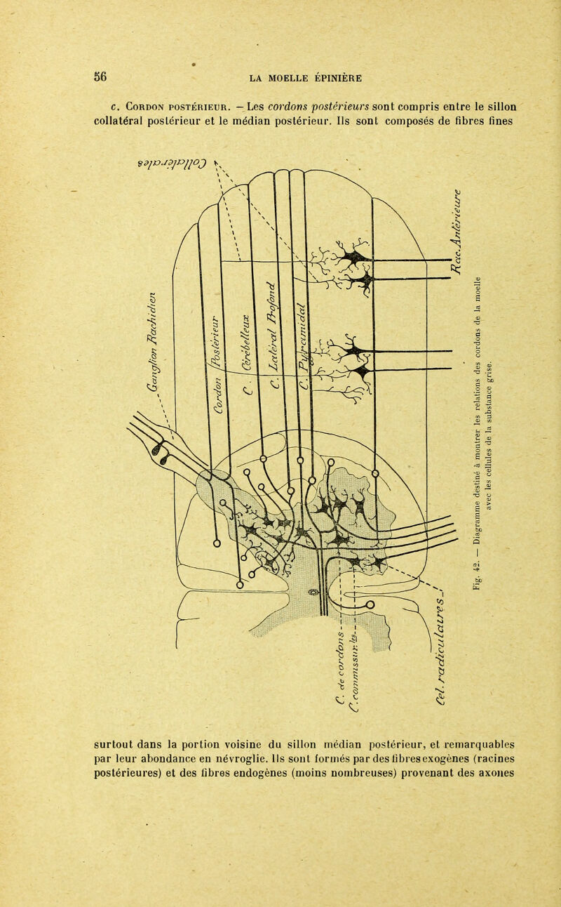 c. Cordon postérieur. — Les cordons postérieurs sont compris entre le sillon collatéral postérieur et le médian postérieur. Ils sont composés de fibres fines surtout dans la portion voisine du sillon médian postérieur, et remarquables par leur abondance en névroglie. Ils sont formés par des libres exogènes (racines postérieures) et des libres endogènes (moins nombreuses) provenant des axones