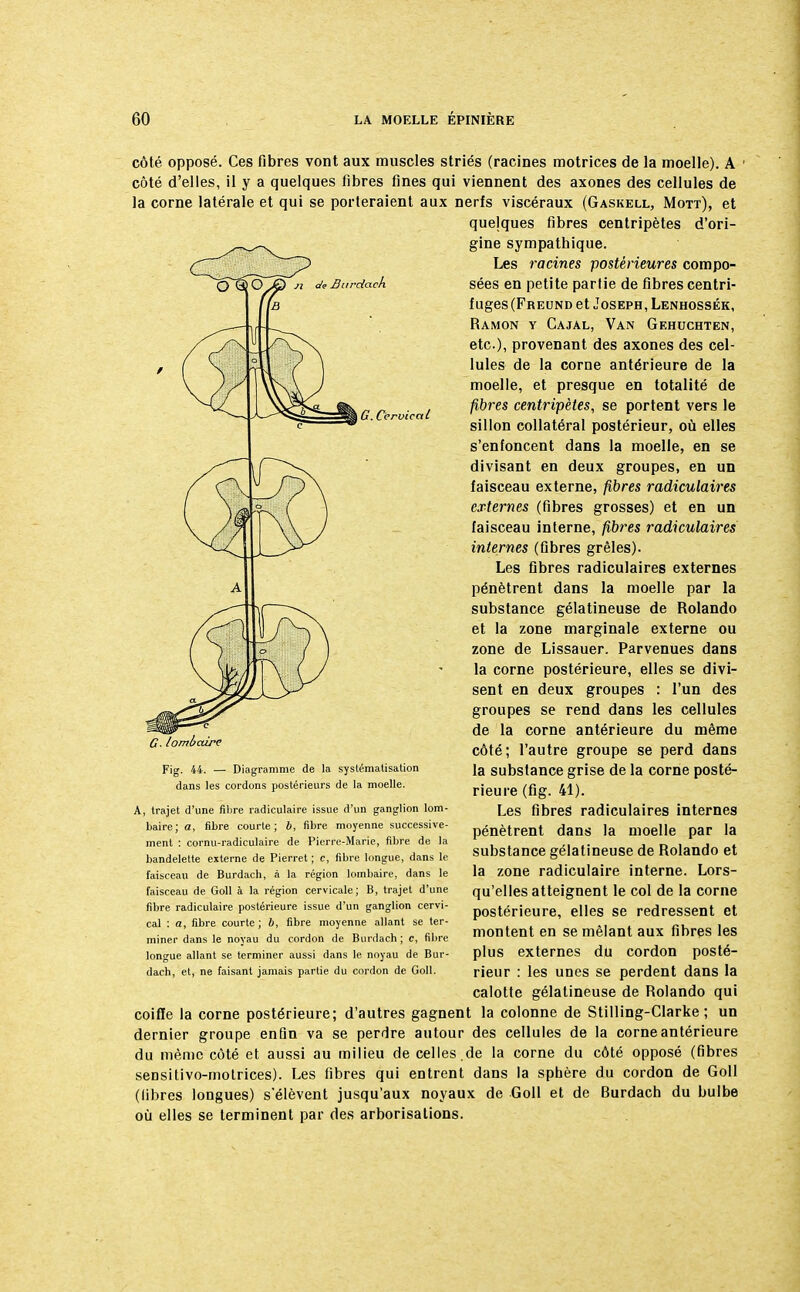 de Burdach G. Cèrvicct l côté opposé. Ces fibres vont aux muscles striés (racines motrices de la moelle). A côté d'elles, il y a quelques fibres fines qui viennent des axones des cellules de la corne latérale et qui se porteraient aux nerfs viscéraux (Gaskell, Mott), et quelques fibres centripètes d'ori- gine sympathique. Les racines postérieures compo- sées en petite partie de fibres centri- fuges (Freund et Joseph, Lenhossék, Ramon y Cajal, Van Gehuchten, etc.), provenant des axones des cel- lules de la corne antérieure de la moelle, et presque en totalité de fibres centripètes, se portent vers le sillon collatéral postérieur, où elles s'enfoncent dans la moelle, en se divisant en deux groupes, en un faisceau externe, fibres radiculaires externes (fibres grosses) et en un faisceau interne, fibres radiculaires internes (fibres grêles). Les fibres radiculaires externes pénètrent dans la moelle par la substance gélatineuse de Rolando et la zone marginale externe ou zone de Lissauer. Parvenues dans la corne postérieure, elles se divi- sent en deux groupes : l'un des groupes se rend dans les cellules de la corne antérieure du même côté; l'autre groupe se perd dans la substance grise de la corne posté- rieure (fig. 41). Les fibres radiculaires internes pénètrent dans la moelle par la substance gélatineuse de Rolando et la zone radiculaire interne. Lors- qu'elles atteignent le col de la corne postérieure, elles se redressent et montent en se mêlant aux fibres les plus externes du cordon posté- rieur : les unes se perdent dans la calotte gélatineuse de Rolando qui coiffe la corne postérieure; d'autres gagnent la colonne de Stilling-Clarke ; un dernier groupe enfin va se perdre autour des cellules de la corne antérieure du même côté et aussi au milieu de celles .de la corne du côté opposé (fibres sensitivo-motrices). Les fibres qui entrent dans la sphère du cordon de Goll (libres longues) s'élèvent jusqu'aux noyaux de Goll et de Burdach du bulbe où elles se terminent par des arborisations. G- lombaire Fig. 44. — Diagramme de la systématisation dans les cordons postérieurs de la moelle. A, trajet d'une fibre radiculaire issue d'un ganglion lom- baire; a, fibre courte; b, fibre moyenne successive- ment : cornu-radiculaire de Pierre-Marie, fibre de la bandelette externe de Pierret ; c, fibre longue, dans le faisceau de Burdach, à la région lombaire, dans le faisceau de Goll à la région cervicale; B, trajet d'une fibre radiculaire postérieure issue d'un ganglion cervi- cal : a, fibre courte; b, fibre moyenne allant se ter- miner dans le noyau du cordon de Burdach ; c, fibre longue allant se terminer aussi dans le noyau de Bur- dach, et, ne faisant jamais partie du cordon de Goll.