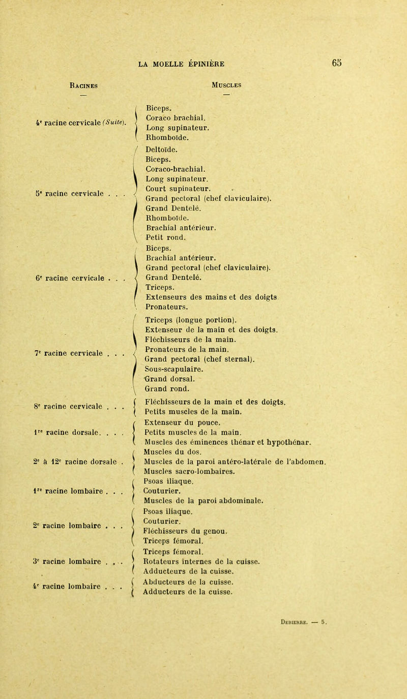 Racines Muscles 4' racine cervicale (Suite). 5 racine cervicale 6' racine cervicale . 7e racine cervicale . . 8e racine cervicale . . Ve racine dorsale. . . 2[ à 12e racine dorsale 1 racine lombaire . . 2e racine lombaire . . 3e racine lombaire . . racine lombaire . . Biceps. Coraco brachial. Long supinateur. Rhomboïde. Deltoïde. Biceps. Coraco-brachial. Long supinateur. Court supinateur. Grand pectoral (chef claviculaire). Grand Dentelé. Rhomboïde. Brachial antérieur. Petit rond. Biceps. Brachial antérieur. Grand pectoral (chef claviculaire). Grand Dentelé. Triceps. Extenseurs des mains et des doigts Pronateurs. Triceps (longue portion). Extenseur de la main et des doigt9. Fléchisseurs de la main. Pronateurs de la main. Grand pectoral (chef sternal). Sous-scapulaire. Grand dorsal. Grand rond. Fléchisseurs de la main et des doigts. Petits muscles de la main. Extenseur du pouce. Petits muscles de la main. Muscles des éminences thénar et hypothénar. Muscles du dos. Muscles de la paroi antéro-latérale de l'abdomen. Muscles sacro-lombaires. Psoas iliaque. Couturier. Muscles de la paroi abdominale. Psoas iliaque. Couturier. Fléchisseurs du genou. Triceps fémoral. Triceps fémoral. Rotateurs internes de la cuisse. Adducteurs de la cuisse. Abducteurs de la cuisse. Adducteurs de la cuisse.