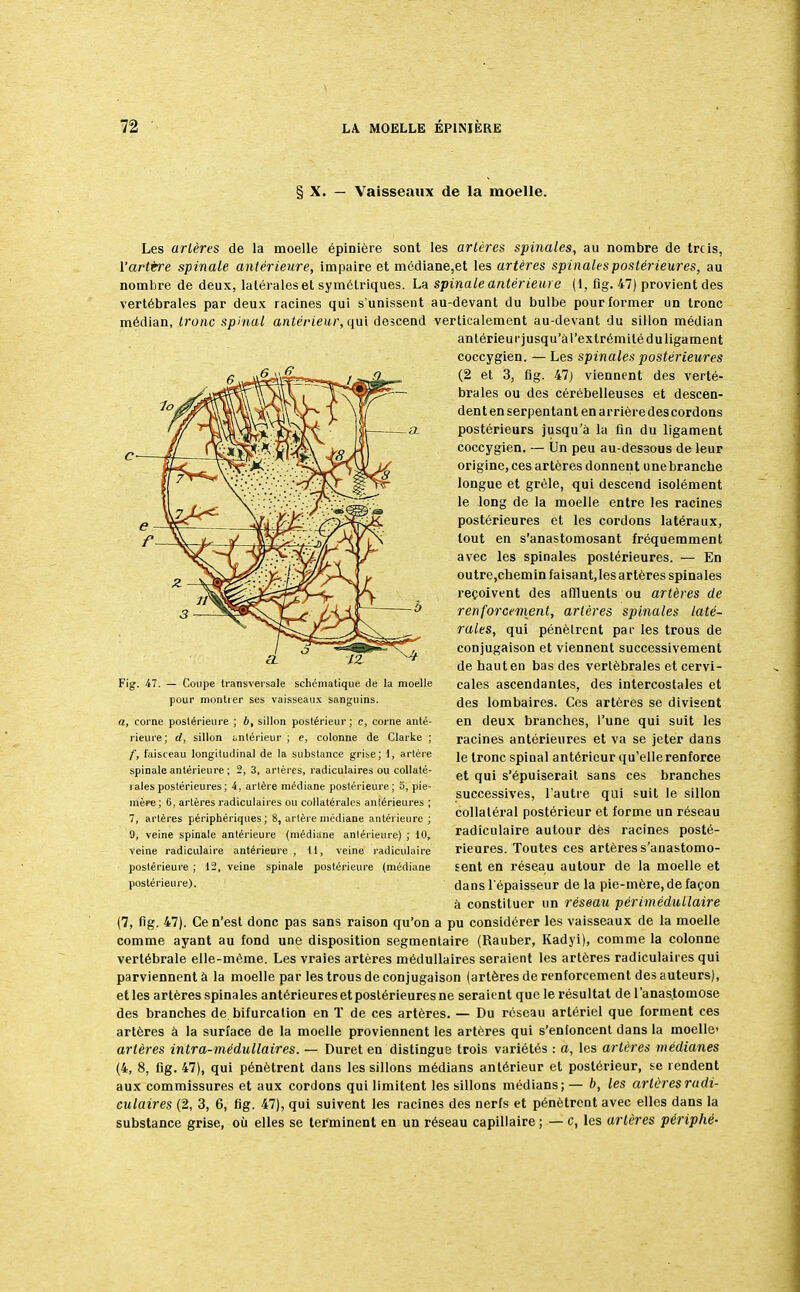 § X. — Vaisseaux de la moelle. Les artères de la moelle épinière sont les artères spinales, au nombre de trcis, l'artère spinale antérieure, impaire et médiane,et les artères spinales postérieures, au nombre de deux, latérales et symétriques. La spinale antérieure (1, fig. 47) provient des vertébrales par deux racines qui s'unissent au-devant du bulbe pour former un tronc médian, tronc spinal antérieur, qui descend verticalement au-devant du sillon médian antérieur jusqu'àrextrémilé du ligament coccygien. — Les spinales postérieures (2 et 3, fig. 47) viennent des verté- brales ou des cérébelleuses et descen- dent en serpentant en arrière descordons postérieurs jusqu'à la fin du ligament coccygien. — Un peu au-dessous de leur origine, ces artères donnent unebrancbe longue et grêle, qui descend isolément le long de la moelle entre les racines postérieures et les cordons latéraux, tout en s'anastomosant fréquemment avec les spinales postérieures. — En outre,chemin faisant.les artères spinales reçoivent des affluents ou artères de renforcement, artères spinales laté- rales, qui pénètrent par les trous de conjugaison et viennent successivement de haut en bas des vertébrales et cervi- cales ascendantes, des intercostales et des lombaires. Ces artères se divisent en deux branches, l'une qui suit les racines antérieures et va se jeter dans le tronc spinal antérieur qu'elle renforce et qui s'épuiserait sans ces branches successives, l'autre qui suit le sillon collatéral postérieur et forme un réseau radiculaire autour dés racines posté- rieures. Toutes ces artères s'anastomo- sent en réseau autour de la moelle et dans l'épaisseur de la pie-mère, de façon à constituer un réseau périmédullaire (7, fig. 47). Ce n'est donc pas sans raison qu'on a pu considérer les vaisseaux de la moelle comme ayant au fond une disposition segmentaire (Rauber, Kadyi), comme la colonne vertébrale elle-même. Les vraies artères médullaires seraient les artères radiculaires qui parviennent à la moelle par les trous de conjugaison (artères de renforcement des auteurs), et les artères spinales antérieures et postérieures ne seraient que le résultat de l'anastomose des branches de bifurcation en ï de ces artères. — Du réseau artériel que forment ces artères à la surface de la moelle proviennent les artères qui s'enfoncent dans la moelle' artères intra-médullaires. — Duret en distingue trois variétés : a, les artères médianes (4, 8, fig. 47), qui pénètrent dans les sillons médians antérieur et postérieur, se rendent aux commissures et aux cordons qui limitent les sillons médians; — b, les artèresradi- culaires (2, 3, 6, fig. 47), qui suivent les racines des nerfs et pénètrent avec elles dans la substance grise, où elles se terminent en un réseau capillaire ; — c, les artères périphé- Fig. 47. — Coupe transversale schématique de la moelle pour montrer ses vaisseaux sanguins. a, corne postérieure ; b, sillon postérieur ; c, corne anté- rieure; d, sillon intérieur ; e, colonne de Clarke ; f, faisceau longitudinal de la substance grise; 1, artère spinale antérieure ; 2, 3, artères, radiculaires ou collaté- rales postérieures; 4, artère médiane postérieure; 5, pie- mère; 6, artères radiculaires ou collatérales antérieures ; 7, artères périphériques; 8, artère médiane antérieure ; 9, veine spinale antérieure (médiane antérieure) ; 10, veine radiculaire antérieure , 11, veine radiculaire postérieure ; 12, veine spinale postérieure (médiane postérieure).