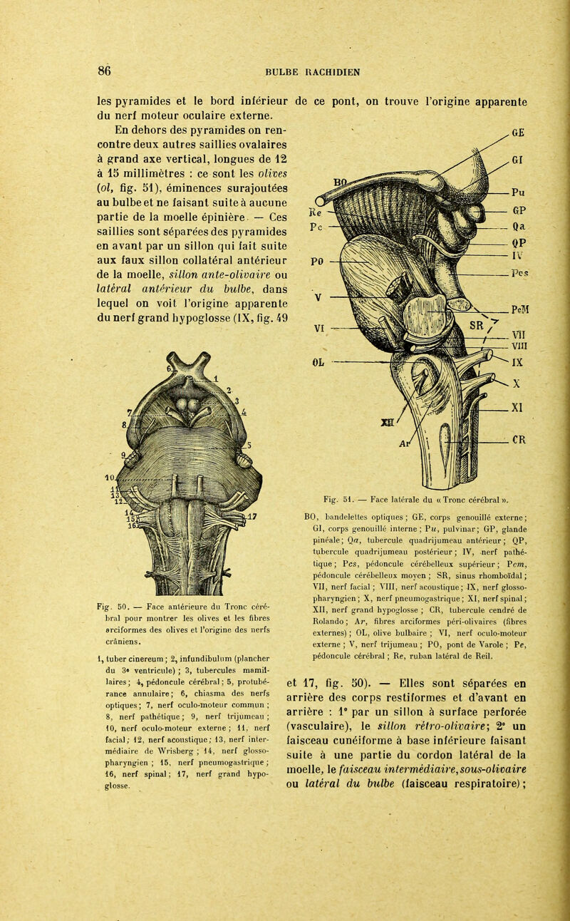 les pyramides et le bord inférieur de ce pont, on trouve l'origine apparente du nerf moteur oculaire externe. En dehors des pyramides on ren- contre deux autres saillies ovalaires à grand axe vertical, longues de 12 à 15 millimètres : ce sont les olives (ol, fig. SI), éminences surajoutées au bulbeet ne faisant suite à aucune partie de la moelle épinière — Ces saillies sont séparées des pyramides en avant par un sillon qui fait suite aux faux sillon collatéral antérieur de la moelle, sillon ante-olivaire ou latéral antérieur du bulbe, dans lequel on voit l'origine apparente du nerf grand hypoglosse (IX, fig. 49 *. 50. — Face antérieure du Tronc céré- bral pour montrer les olives et les fibres erciformes des olives et l'origine des nerfs crâniens. 1, tuber cinereum ; 2, infundibulum (plancher du 3« ventricule) ; 3, tubercules mamil- laires ; 4, pédoncule cérébral ; 5, protubé- rance annulaire ; 6, chiasma des nerfs optiques; 7, nerf oculo-moteur commun; 8, nerf pathétique; 9, nerf trijumeau; 10, nerf oculo-moteur externe; il,' nerf facial; 12, nerf acoustique; 13, nerf inter- médiaire de Wrisberg ; 14, nerf glosso- pharyngien ; 15, nerf pneumogastrique ; 16, nerf spinal; 17, nerf grand hypo- glosse. Fig. 51. — Face latérale du «Tronc cérébral». BO, bandelettes optiques; GE, corps genouillé externe; GI, corps genouillé interne; Vu, pulvinar; GP, glande pinéale; Qa, tubercule quadrijumeau antérieur; QP, tubercule quadrijumeau postérieur ; IV, nerf pathé- tique ; Pcs, pédoncule cérébelleux supérieur ; Pcm, pédoncule cérébelleux moyen ; SR, sinus rhomboïdal ; VII, nerf facial ; VIII, nerf acoustique ; IX, nerf glosso- pharyngien; X, nerf pneumogastrique ; XI, nerf spinal; XII, nerf grand hypoglosse ; CR, tubercule cendré de Rolando ; A?*, fibres arciformes péri-olivaires (fibres externes); OL, olive bulbaire ; VI, nerf oculo-moteur externe ; V, nerf trijumeau ; PO, pont de Varole ; Pe, pédoncule cérébral ; Re, ruban latéral de Reil. et 17, fig. 50). — Elles sont séparées en arrière des corps restiformes et d'avant en arrière : 1° par un sillon à surface perforée (vasculaire), le sillon rétro-olivaire; 2' un faisceau cunéiforme à base inférieure faisant suite à une partie du cordon latéral de la moelle, le faisceau intermédiaire,sous-olioaire ou latéral du bulbe (faisceau respiratoire) ;