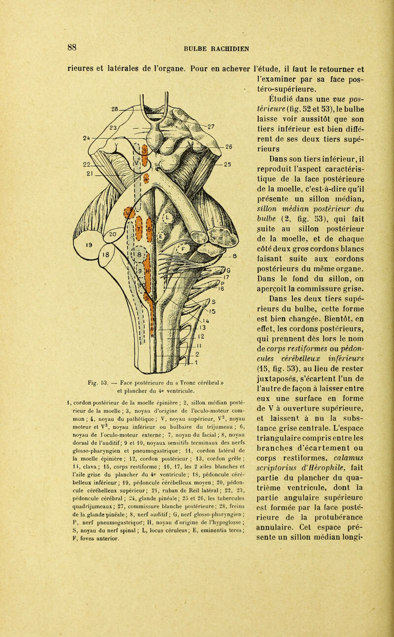 rieures et latérales de l'organe. Pour en achever Fig. 53. - Face postérieure du « Tronc cérébral » et plancher du 4° ventricule. 1, cordon postérieur de la moelle épinière ; 2, sillon médian posté- rieur de la moelle ; 3, noyau d'origine de l'oculo-moteur com- mun ; 4, noyau du pathétique; V, noyau supérieur, V2, noyau moteur et V3, noyau inférieur ou bulbaire du trijumeau; 6, noyau de l'oculo-moteur externe; 7, noyau du facial; 8, noyau dorsal de l'auditif; 9 et 10, noyaux sensitifs terminaux des nerfs glosso-pharyngien et pneumogastrique; H, cordon latéral de la moelle épinière; 12, cordon postérieur; 13, cordon grêle; l i, clava ; 15, corps restiforme ; 16, 17, les 2 ailes blanches et l'aile grise du plancher du 4° ventricule; 18, pédoncule céré- belleux inférieur; 19, pédoncule cérébelleux moyen; 20, pédon- cule cérébelleux supérieur; 21, ruban de Reil latéral; 22, 23, pédoncule cérébral; -'4, glande pinéale; 25 et 26, les tubercules quadrijumeaux; 27, commissure blanche postérieure; 28, freins de la glande pinéale ; 8, nerf auditif; G, nerf glosso-pharyngien ; P, nerf pneumogastrique; H, noyau d'origine de l'hypoglosse; S, noyau du nerf spinal ; L, locus céruleus; E, eminentia teres; F, fovea anterior. l'étude, il faut le retourner et l'examiner par sa face pos- téro-supérieure. Étudié dans une vue pos- térieure^. 52 et 53), le bulbe laisse voir aussitôt que son tiers inférieur est bien diffé- rent de ses deux tiers supé- rieurs Dans son tiers inférieur, il reproduit l'aspect caractéris- tique de la face postérieure de la moelle, c'est-à-dire qu'il présente un sillon médian, sillon médian postérieur du bulbe (2, fig. 53), qui fait suite au sillon postérieur de la moelle, et de chaque côté deux gros cordons blancs faisant suite aux cordons postérieurs du même organe. Dans le fond du sillon, on aperçoit la commissure grise. Dans les deux tiers sapé- rieurs du bulbe, cette forme est bien changée. Bientôt, en effet, les cordons postérieurs, qui prennent dès lors le nom de corps restiformes ou pédon- cules cérébelleux inférieurs (15, fig. 53), au lieu de rester juxtaposés, s'écartent l'un de l'autre de façon à laisser entre eux une surface en forme de V à ouverture supérieure, et laissent à nu la subs- tance grise centrale. L'espace triangulaire compris entre les branches d'écartement ou corps restiformes, calamus scriptorius d'Hérophile, fait partie du plancher du qua- trième ventricule, dont la partie angulaire supérieure est formée par la face posté- rieure de la protubérance annulaire. Cet espace pré- sente un sillon médian longi-