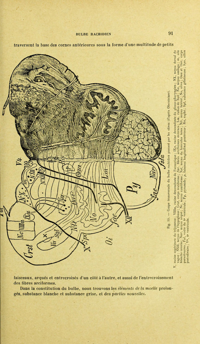 traversent la base des cornes antérieures sous la forme d'une multitude de petits faisceaux, arqués et entrecroisés d'un côté à l'autre, et aussi de l'entrecroisement des fibres arciformes. Dans la constitution du bulbe, nous trouvons les cléments de la moelle prolon- gés, substance blancbe et substance grise, et des parties noucelles.