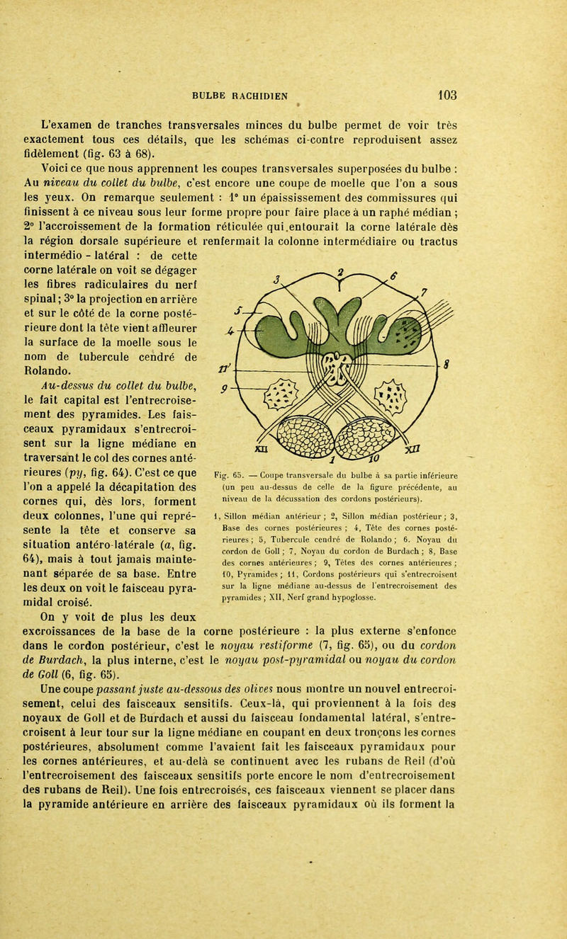 L'examen de tranches transversales minces du bulbe permet de voir très exactement tous ces détails, que les schémas ci-contre reproduisent assez fidèlement (fig. 63 à 68). Voici ce que nous apprennent les coupes transversales superposées du bulbe : Au niveau du collet du bulbe, c'est encore une coupe de moelle que l'on a sous les yeux. On remarque seulement : 1° un épaississement des commissures qui finissent à ce niveau sous leur forme propre pour faire place à un raphé médian ; 2° l'accroissement de la formation réticulée qui.entourait la corne latérale dès la région dorsale supérieure et renfermait la colonne intermédiaire ou tractus intermédio - latéral : de cette corne latérale on voit se dégager les fibres radiculaires du nerf spinal ; 3° la projection en arrière et sur le côté de la corne posté- rieure dont la tète vient affleurer la surface de la moelle sous le nom de tubercule cendré de Rolando. Au-dessus du collet du bulbe, le fait capital est l'entrecroise- ment des pyramides. Les fais- ceaux pyramidaux s'entrecroi- sent sur la ligne médiane en traversant le col des cornes anté- rieures (py, fig. 64). C'est ce que l'on a appelé la décapitation des cornes qui, dès lors, forment deux colonnes, l'une qui repré- sente la tête et conserve sa situation antéro latérale (a, fig. 64), mais à tout jamais mainte- nant séparée de sa base. Entre les deux on voit le faisceau pyra- midal croisé. On y voit de plus les deux excroissances de la base de la corne postérieure : la plus externe s'enfonce dans le cordon postérieur, c'est le noyau restiforme (7, fig. 65), ou du cordon de Burdach, la plus interne, c'est le noyau post-pyramidal ou noyau du cordon de Goll (6, fig. 65). Une coupe passant juste au-dessous des olives nous montre un nouvel entrecroi- sement, celui des faisceaux sensitifs. Ceux-là, qui proviennent à la fois des noyaux de Goll et de Burdach et aussi du faisceau fondamental latéral, s'entre- croisent à leur tour sur la ligne médiane en coupant en deux tronçons les cornes postérieures, absolument comme l'avaient fait les faisceaux pyramidaux pour les cornes antérieures, et au-delà se continuent avec les rubans de Reil (d'où l'entrecroisement des faisceaux sensitifs porte encore le nom d'entrecroisement des rubans de Reil). Une fois entrecroisés, ces faisceaux viennent se placer dans la pyramide antérieure en arrière des faisceaux pyramidaux où ils forment la Fig. 65. — Coupe transversale du bulbe à sa partie inférieure (un peu au-dessus de celle de la figure précédente, au niveau de la décussation des cordons postérieurs). 1, Sillon médian antérieur; 2, Sillon médian postérieur; 3, Base des cornes postérieures ; 4, Tète des cornes posté- rieures ; 5, Tubercule cendré de Rolando ; 6. Noyau du cordon de Goll; 7, Noyau du cordon de Burdach; 8, Base des cornes antérieures ; 9, Tètes des cornes antérieures ; 10, Pyramides; 11; Cordons postérieurs qui s'entrecroisent sur la ligne médiane au-dessus de l'entrecroisement des pyramides ; XII, Nerf grand hypoglosse.