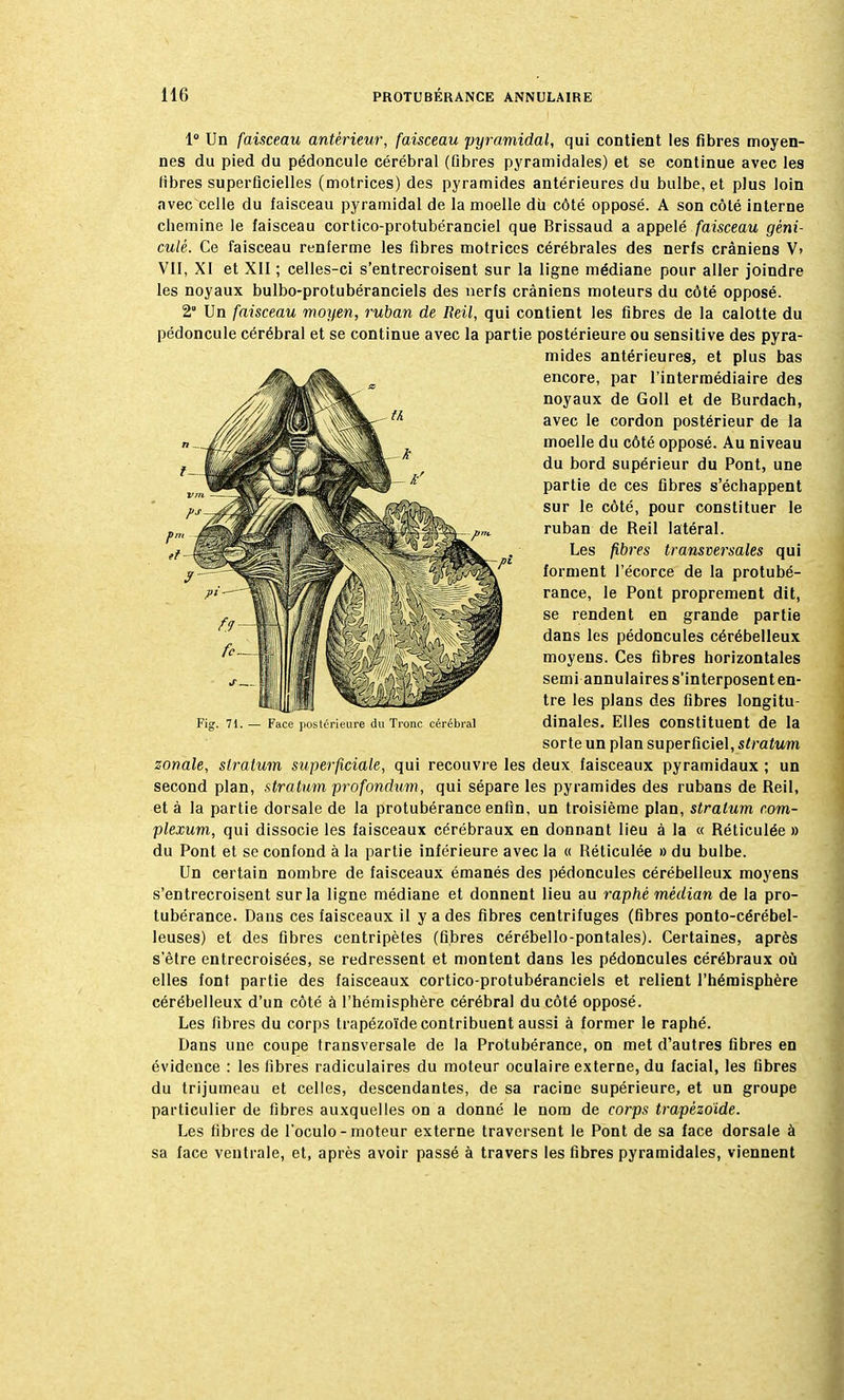 1° Un faisceau antérieur, faisceau pyramidal, qui contient les fibres moyen- nes du pied du pédoncule cérébral (fibres pyramidales) et se continue avec les fibres superficielles (motrices) des pyramides antérieures du bulbe, et plus loin avec celle du faisceau pyramidal de la moelle du côté opposé. A son côté interne chemine le faisceau cortico-protubéranciel que Brissaud a appelé faisceau géni- culé. Ce faisceau renferme les fibres motrices cérébrales des nerfs crâniens V> VII, XI et XII ; celles-ci s'entrecroisent sur la ligne médiane pour aller joindre les noyaux bulbo-protubéranciels des nerfs crâniens moteurs du côté opposé. 2 Un faisceau moyen, ruban de Reil, qui contient les fibres de la calotte du pédoncule cérébral et se continue avec la partie postérieure ou sensitive des pyra- mides antérieures, et plus bas encore, par l'intermédiaire des noyaux de Goll et de Burdach, avec le cordon postérieur de la moelle du côté opposé. Au niveau du bord supérieur du Pont, une partie de ces fibres s'échappent sur le côté, pour constituer le ruban de Reil latéral. Les fibres transversales qui forment l'écorce de la protubé- rance, le Pont proprement dit, se rendent en grande partie dans les pédoncules cérébelleux moyens. Ces fibres horizontales semi annulaires s'interposent en- tre les plans des fibres longitu- Fig. 71.— Face postérieure du Tronc cérébral dinaleS. Elles Constituent de la sorte un plan superficiel, stratum zonale, stratum superficiale, qui recouvre les deux faisceaux pyramidaux ; un second plan, stratum profondum, qui sépare les pyramides des rubans de Reil, et à la partie dorsale de la protubérance enfin, un troisième plan, stratum com- plexum, qui dissocie les faisceaux cérébraux en donnant lieu à la « Réticulée » du Pont et se confond à la partie inférieure avec la « Réticulée » du bulbe. Un certain nombre de faisceaux émanés des pédoncules cérébelleux moyens s'entrecroisent sur la ligne médiane et donnent lieu au raphè médian de la pro- tubérance. Dans ces faisceaux il y a des fibres centrifuges (fibres ponto-cérébel- leuses) et des fibres centripètes (fibres cérébello-pontales). Certaines, après s'être entrecroisées, se redressent et montent dans les pédoncules cérébraux où elles font partie des faisceaux cortico-protubéranciels et relient l'hémisphère cérébelleux d'un côté à l'hémisphère cérébral du côté opposé. Les fibres du corps trapézoïde contribuent aussi à former le raphé. Dans une coupe transversale de la Protubérance, on met d'autres fibres en évidence : les fibres radiculaires du moteur oculaire externe, du facial, les fibres du trijumeau et celles, descendantes, de sa racine supérieure, et un groupe particulier de fibres auxquelles on a donné le nom de corps trapézoïde. Les fibres de l'oculo-moteur externe traversent le Pont de sa face dorsale à sa face ventrale, et, après avoir passé à travers les fibres pyramidales, viennent