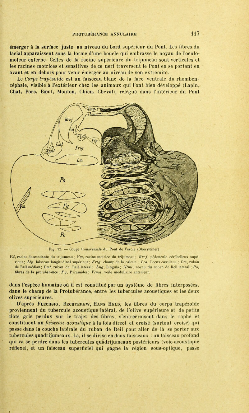 émerger à la surface juste au niveau du bord supérieur du Pont. Les fibres du facial apparaissent sous la forme d'une boucle qui embrasse le noyau de l'oculo- moteur externe. Celles de la racine supérieure du trijumeau sont verticales et les racines motrices et sensitives de ce nerf traversent le Pont en se portant en avant et en dehors pour venir émerger au niveau de son extrémité. Le Corps trapézoïde est un faisceau blanc de la face ventrale du rhomben- céphale, visible à l'extérieur chez les animaux qui l'ont bien développé (Lapin, Chat, Porc, Bœuf, Mouton, Chien, Cheval), relégué dans l'intérieur du Pont Fig. 72. — Coupe transversale du Pont de Varole (Obersteiner) Vd, racine descendante du trijumeau; Vm, racine motrice du trijumeau; Brcj, pédoncule cérébelleux supé- rieur; Llp, faisceau longitudinal supérieur; Frtff, champ de la calotte ; Lco, Lorus cœruleus ; Lm, ruban de Reil médian; Lml. ruban de Reil latéral; Lng, Lingula; Nlml, noyau du ruban de Reil latéral ; l'o, fibres de la protubérance; Py, Pyramides; Vlma, voile médullaire antérieur. dans l'espèce humaine où il est constitué par un système de fibres interposées, dans le champ de la Protubérance, entre les tubercules acoustiques et les deux olives supérieures. D'après Flechsig, Bechterew, Hans Held, les fibres du corps trapézoïde proviennent du tubercule acoustique latéral, de l'olive supérieure et de petits Ilots gris perdus sur le trajet des fibres, s'entrecroisent dans le raphé et constituent un faisceau acoustique à la fois direct et croisé (surtout croisé) qui passe dans la couche latérale du ruban de Reil pour aller de là se porter aux tubercules quadrijumeaux. Là, il se divise en deux faisceaux : un faisceau profond qui va se perdre dans les tubercules quadrijumeaux postérieurs (voie acoustique réflexe), et un faisceau superficiel qui gagne la région sous-optique, passe