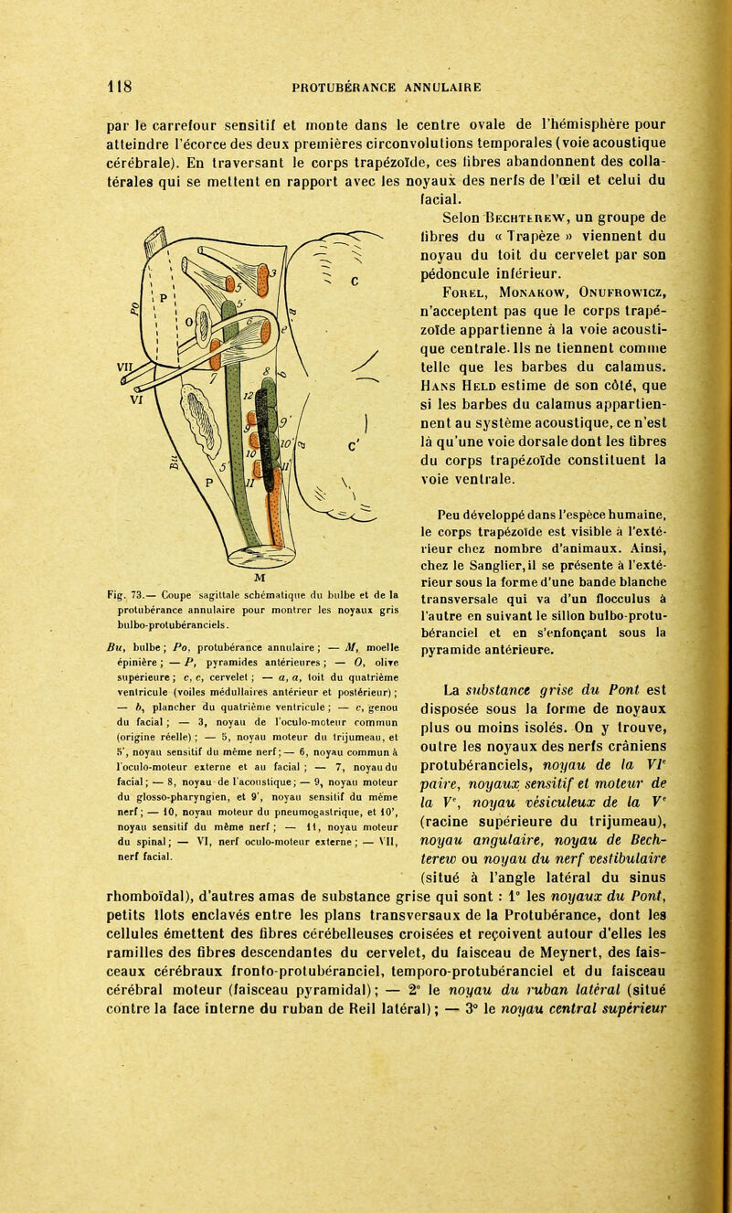 par le carrefour sensitif et moDte dans le centre ovale de l'hémisphère pour atteindre l'écorce des deux premières circonvolutions temporales (voie acoustique cérébrale). En traversant le corps trapézoïde, ces libres abandonnent des colla- térales qui se mettent en rapport avec les noyaux des nerfs de l'œil et celui du facial. Selon Bechterew, un groupe de libres du « Trapèze » viennent du noyau du toit du cervelet par son pédoncule inférieur. FoREL, MoNAKOW, OlNUFROWICZ, n'acceptent pas que le corps trapé- zoïde appartienne à la voie acousti- que centrale. Ils ne tiennent comme telle que les barbes du calamus. Hans Held estime de son côlé, que si les barbes du calamus appartien- nent au système acoustique, ce n'est là qu'une voie dorsale dont les libres du corps trapézoïde constituent la voie ventrale. Peu développé dans l'espèce humaine, le corps trapézotde est visible à l'exté- rieur chez nombre d'animaux. Ainsi, chez le Sanglier, il se présente à l'exté- rieur sous la forme d'une bande blanche transversale qui va d'un flocculus à l'autre en suivant le sillon bulbo-protu- béranciel et en s'enfonçant sous la pyramide antérieure. La substance grise du Pont est disposée sous la forme de noyaux plus ou moins isolés. On y trouve, outre les noyaux des nerfs crâniens protubéranciels, noyau de la VIe paire, noyaux sensitif et moteur de la V, noyau vêsiculeux de la V' (racine supérieure du trijumeau), noyau angulaire, noyau de Bech- terew ou noyau du nerf vestibulaire Fig. 73.— Coupe sagittale schématique du bulbe et de la protubérance annulaire pour montrer les noyaux gris bulbo-protubéranciels. Bu, bulbe; Po, protubérance annulaire; — M, moelle épinière ; — P, pyramides antérieures ; — 0, olive supérieure ; c, c, cervelet ; — a, a, toit du quatrième ventricule (voiles médullaires antérieur et postérieur) ; — 6, plancher du quatrième ventricule ; — c, genou du facial ; — 3, noyau de l'oculo-moteur commun (origine réelle) ; — 5, noyau moteur du trijumeau, et 5', noyau sensitif du même nerf;— 6, noyau commun à l'oculo-moteur externe et au facial; — 7, noyau du facial; — 8, noyau de l'acoustique; — 9, noyau moteur du glosso-pharyngien, et 9', noyau sensitif du même nerf; — 10, noyau moteur du pneumogastrique, et 10', noyau sensitif du même nerf; — 11, noyau moteur du spinal; — VI, nerf oculo-moteur externe; — VII, nerf facial. (situé à l'angle latéral du sinus rhomboïdal), d'autres amas de substance grise qui sont : 1° les noyaux du Pont, petits îlots enclavés entre les plans transversaux de la Protubérance, dont les cellules émettent des fibres cérébelleuses croisées et reçoivent autour d'elles les ramilles des fibres descendantes du cervelet, du faisceau de Meynert, des fais- ceaux cérébraux fronto-protubéranciel, temporo-protubéranciel et du faisceau cérébral moteur (faisceau pyramidal); — 2° le noyau du ruban latéral (situé contre la face interne du ruban de Reil latéral) ; — 3° le noyau central supérieur