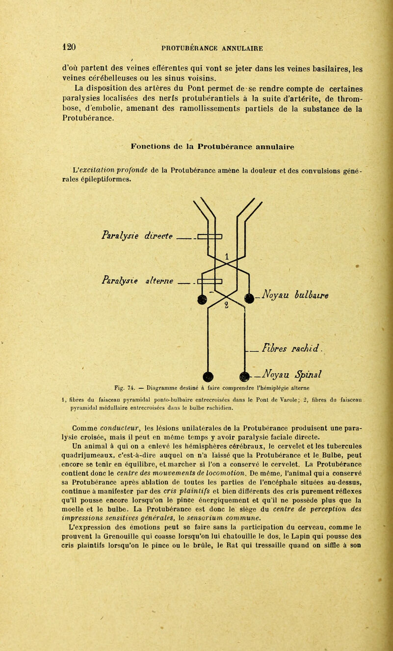 d'où partent des veines efïérentes qui vont se jeter dans les veines basilaires, les veines cérébelleuses ou les sinus voisins. La disposition des artères du Pont permet de se rendre compte de certaines paralysies localisées des nerfs protubérantiels à la suite d'artérite, de throm- bose, d'embolie, amenant des ramollissements partiels de la substance de la Protubérance. Fonctions de la Protubérance annulaire L'excitation profonde de la Protubérance amène la douleur et des convulsions géné- rales épileptiformes. Paralysie directe [ Paralysie alterne [ ..Noyau bulbaire Fibres r&chid. Noyau Spinal Fig. 74. — Diagramme destiné à faire comprendre l'hémiplégie alterne 1, fibres du faisceau pyramidal ponto-bulbaire entrecroisées dans le Pont de Varole; 2, fibres du faisceau pyramidal médullaire entrecroisées dans le bulbe racludien. Comme conducteur, les lésions unilatérales de la Protubérance produisent une para- lysie croisée, mais il peut en même temps y avoir paralysie faciale directe. Un animal à qui on a enlevé les hémisphères cérébraux, le cervelet et les tubercules quadrijumeaux, c'est-à-dire auquel on n'a laissé que la Protubérance et le Bulbe, peut encore se tenir en équilibre, et marcher si l'on a conservé le cervelet. La Protubérance contient donc le centre des mouvements de locomotion. De même, l'animal quia conservé sa Protubérance après ablation de toutes les parties de l'encéphale situées au-dessus, continue à manifester par des cris plaintifs et bien différents des cris purement réflexes qu'il pousse encore lorsqu'on le pince énergiquement et qu'il ne possède plus que la moelle et le bulbe. La Protubérance est donc le siège du centre de perception des impressions sensitives générales, le sensorium commune. L'expression des émotions peut se faire sans la participation du cerveau, comme le prouvent la Grenouille qui coasse lorsqu'on lui chatouille le dos, le Lapin qui pousse des cris plaintifs lorsqu'on le pince ou le brûle, le Rat qui tressaille quand on siffle à son