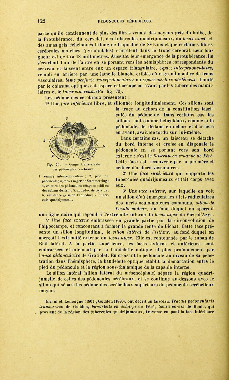 parce qu'ils contiennent de plus des fibres venant des noyaux gris du bulbe, de la Protubérance, du cervelet, des tubercules quadrijumeaux, du locus niger et des amas gris échelonnés le long de l'aqueduc de Sylvius et que certaines fibres cérébrales motrices (pyramidales) s'arrêtent dans le tronc cérébral. Leur lon- gueur est de 15à 18 millimètres. Aussitôt leur émergence delà protubérance,ils s'écartent l'un de l'autre en se portant vers les hémisphères correspondants du cerveau et laissent entre eux un espace triangulaire, espace interpêdonculaire, rempli en arrière par une lamelle blanche criblée d'un grand nombre de trous vasculaires, lame perforée interpêdonculaire ou espace perforé postérieur. Limité par le chiasma optique, cet espace est occupé en avant parles tubercules mamil- laires et le tuber cinereum (Po, fig. 70). Les pédoncules cérébraux présentent : 1° Une face inférieure libre, et sillonnée longitudinalement. Ces sillons sont la trace au dehors de la constitution fasci- culée du pédoncule. Dans certains cas les sillons sont comme héliçoïdaux, comme si le pédoncule, de dedans en dehors et d'arrière en avant, avaitélé tordu sur lui-même. Dans certains cas, un faisceau se détache du bord interne et croise en diagonale le pédoncule en se portant vers son bord externe : c'est le faisceau en ècharpe de Fèrê. Cette face est recouverte par la pie-mère et criblée d'orifices vasculaires. 2 Une face supérieure qui supporte les tubercules quadrijumeaux et fait corps avec eux. 3 Une face interne, sur laquelle on voit un sillon d'où émergent les filets radiculaires des nerfs oculo-moteurs communs, sillon de l'oculo-moteur, au fond duquel on aperçoit une ligne noire qui répond à l'extrémité interne du locus niger de Vicq-d'Azyr. 4° Une face externe embrassée en grande partie par la circonvolution de l'hippocampe, et concourant à former la grande fente de Bichat. Cette face pré- sente un sillon longitudinal, le sillon latéral de l'isthme, au fond duquel on aperçoit l'extrémité externe du locus niger. Elle est contournée par le ruban de Reil latéral. A la partie supérieure, les faces externe et antérieure sont embrassées étroitement par la bandelette optique et plus profondément par l'anse pèdonculaire de Gratiolet. En croisant le pédoncule au niveau de sa péné- tration dans l'hémisphère, la bandelette optique établit la démarcation entre le pied du pédoncule et la région sous-thalamique de la capsule interne. Le sillon latéral (sillon latéral du mésencéphale) sépare la région quadri- jumelle de celles des pédoncules cérébraux, et se continue au-dessous avec le sillon qui sépare les pédoncules cérébelleux supérieurs du pédoncule cérébelleux moyen. Inzani et Lemoigne (1861), Gudden (1870), ont décrit un faisceau, Traclus pedoncularis transversus de Gudden, bandelette en ècharpe de Féré, tarnia pontis de Henle, qui , provient de la région des tubercules quadrijumeaux, traverse en pont la face inférieure. Fig. 75. — Coupe transversale des pédoncules cérébraux i, espace interpêdonculaire; 2, pied du pédoncule ; 3, locus niger deScemmerring ; 4, calottes des pédoncules (étage sensitif ou des rubans de Reil) ; 5, aqueduc de Sylvius ; 6, substance grise de l'aqueduc; 7, tuber- cule quadrijumeau.