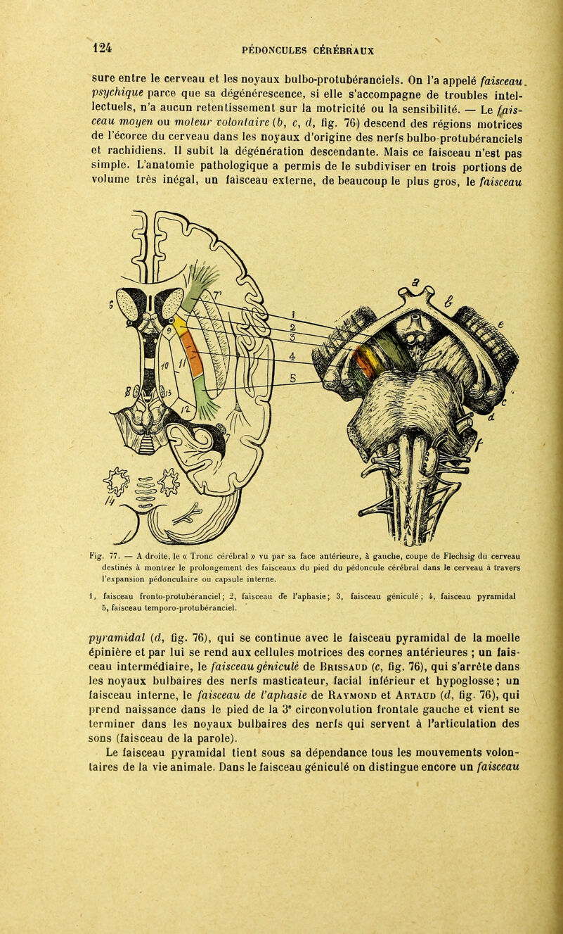 sure entre le cerveau et les noyaux bulbo-protubéranciels. On l'a appelé faisceau, psychique parce que sa dégénérescence, si elle s'accompagne de troubles intel- lectuels, n'a aucun retentissement sur la motricité ou la sensibilité. — Le fais- ceau moyen ou moteur volontaire (b, c, d, fig. 76) descend des régions motrices de l'écorce du cerveau dans les noyaux d'origine des nerfs bulbo-protubéranciels et rachidiens. Il subit la dégénération descendante. Mais ce faisceau n'est pas simple. L'anatomie pathologique a permis de le subdiviser en trois portions de volume très inégal, un faisceau externe, de beaucoup le plus gros, le faisceau Kig. 77. — A droite, le « Tronc cérébral » vu par sa face antérieure, à gauche, coupe de Flechsig du cerveau destinés à montrer le prolongement des faisceaux du pied du pédoncule cérébral dans le cerveau à travers l'expansion pédonculaire ou capsule interne. 1, faisceau fronto-protubéranciel; 2, faisceau de l'aphasie; 3, faisceau géniculé ; 4, faisceau pyramidal 5, faisceau lemporo-protubéranciel. pyramidal (d, fig. 76), qui se continue avec le faisceau pyramidal de la moelle épinière et par lui se rend aux cellules motrices des cornes antérieures ; un fais- ceau intermédiaire, le faisceau géniculé de Brissaud (c, fig. 76), qui s'arrête dans les noyaux bulbaires des nerfs masticateur, facial inférieur et hypoglosse; un faisceau interne, le faisceau de l'aphasie de Raymond et Artaud (d, fig. 76), qui prend naissance dans le pied de la 3 circonvolution frontale gauche et vient se terminer dans les noyaux bulbaires des nerfs qui servent à l'articulation des sons (faisceau de la parole). Le faisceau pyramidal tient sous sa dépendance tous les mouvements volon- taires de la vie animale. Dans le faisceau géniculé on distingue encore un faisceau