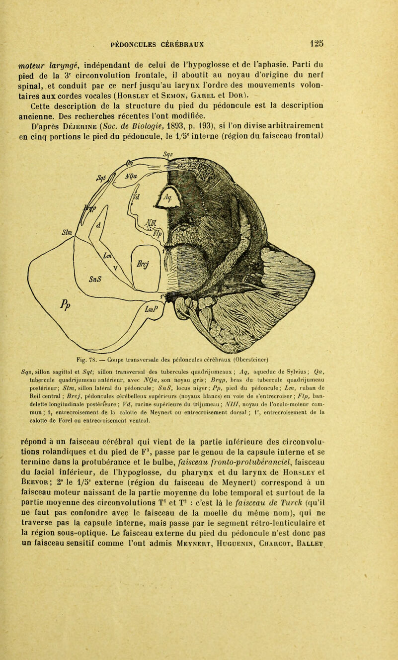 moteur laryngé, indépendant de celui de l'hypoglosse et de l'aphasie. Parti du pied de la 3e circonvolution frontale, il aboutit au noyau d'origine du nerf spinal, et conduit par ce nerf jusqu'au larynx l'ordre des mouvements volon- taires aux cordes vocales (Horsley et Semon, Garel et Dor). Cette description de la structure du pied du pédoncule est la description ancienne. Des recherches récentes l'ont modifiée. D'après Déjerine (Soc. de Biologie, 1893, p. 193), si l'on divise arbitrairement en cinq portions le pied du pédoncule, le 1/5' interne (région du faisceau frontal) Fig. 78. — Coupe transversale des pédoncules cérébraux (Obersteiner) Sqs, sillon sagittal et Sql; sillon transversal des tubercules quadrijumeaux ; Aq, aqueduc de Sylvius ; Qa, tubercule quadrijumeau antérieur, avec NQa, son noyau gris; Brqp, bras du lubercule quadrijumeau postérieur; Slm, sillon latéral du pédoncule; SnS, locus niger; Pp, pied du pédoncule; Lm, ruban de Reil central ; Brcj, pédoncules cérébelleux supérieurs (noyaux blancs) en voie de s'enlrecroiser ; Flp, ban- delette longitudinale postérieure; Vd, racine supérieure du trijumeau; NUI, noyau de l'oculo-moleur com- mun; i, entrecroisement de la calotte de Meynert ou entrecroisement dorsal ; 1', entrecroisement de la calotte de Forel ou entrecroisement ventral. répond à un faisceau cérébral qui vient de la partie inférieure des circonvolu- tions rolandiques et du pied de F3, passe par le genou de la capsule interne et se termine dans la protubérance et le bulbe, faisceau fronto-protubéranciel, faisceau du facial inférieur, de l'hypoglosse, du pharynx et du larynx de Horsley et Beevor; 2° le l/5e externe (région du faisceau de Meynert) correspond à un faisceau moteur naissant de la partie moyenne du lobe temporal et surtout de la partie moyenne des circonvolutions T1 et T2 : c'est là le faisceau de Turck (qu'il ne faut pas confondre avec le faisceau de la moelle du même nom), qui ne traverse pas la capsule interne, mais passe par le segment rétro-lenticulaire et la région sous-optique. Le faisceau externe du pied du pédoncule n'est donc pas un faisceau sensitif comme l'ont admis Meynert, Huguenin, Charcot, Ballet