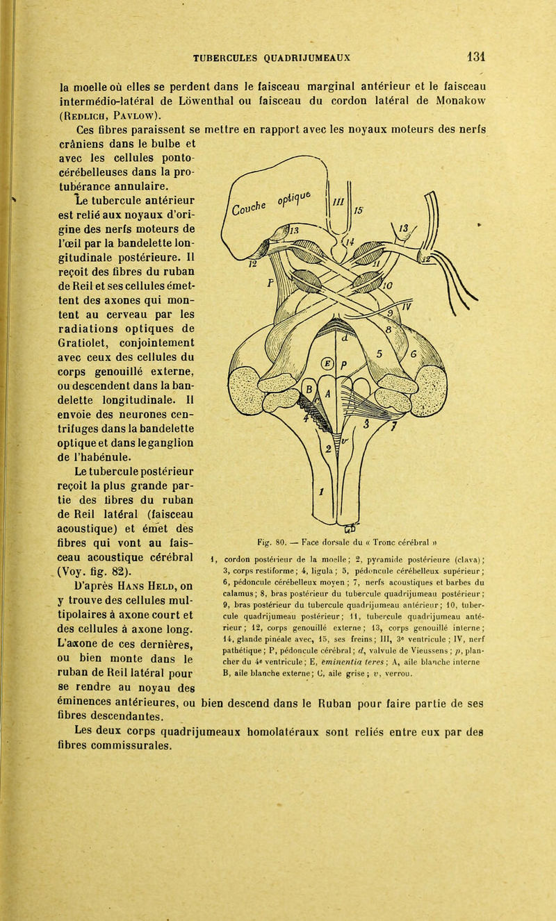 la moelle où elles se perdent dans le faisceau marginal antérieur et le faisceau intermédio-latéral de Lowenthal ou faisceau du cordon latéral de Monakovv (Redlich, Pavlow). Ces fibres paraissent se mettre en rapport avec les noyaux moteurs des nerfs crâniens dans le bulbe et avec les cellules ponto- cérébelleuses dans la pro- tubérance annulaire. Le tubercule antérieur est relié aux noyaux d'ori- gine des nerfs moteurs de l'œil par la bandelette lon- gitudinale postérieure. Il reçoit des fibres du ruban de Reil et ses cellules émet- tent des axones qui mon- tent au cerveau par les radiations optiques de Gratiolet, conjointement avec ceux des cellules du corps genouillé externe, ou descendent dans la ban- delette longitudinale. Il envoie des neurones cen- trifuges dans la bandelette optique et dans leganglion de l'babénule. Le tubercule postérieur reçoit la plus grande par- tie des fibres du ruban de Reil latéral (faisceau acoustique) et émet des fibres qui vont au fais- ceau acoustique cérébral (Voy. fig. 82). D'après Hans Held, on y trouve des cellules mul- tipolaires à axone court et des cellules à axone long. L'aixone de ces dernières, ou bien monte dans le ruban de Reil latéral pour se rendre au noyau des éminences antérieures, ou bien descend dans le Ruban pour faire partie de ses fibres descendantes. Les deux corps quadrijumeaux homolatéraux sont reliés entre eux par des fibres commissurales. Fig. 80. Face dorsale du « Tronc cérébral cordon postérieur de la moelle: 2, pyramide postérieure (clava); 3, corps resti forme ; 4, ligula ; 5, pédoncule cérébelleux supérieur; 6, pédoncule cérébelleux moyen ; 7, nerfs acoustiques et barbes du calamus; 8, bras postérieur du tubercule quadrijumeau postérieur; 9, bras postérieur du tubercule quadrijumeau antérieur; 10, tuber- cule quadrijumeau postérieur; 11, tubercule quadrijumeau anté- rieur; 12, corps genouillé externe; 13, corps genouillé interne; 14, glande pinéale avec, 15, ses freins; III, 3° ventricule ; IV, nerf pathétique ; P, pédoncule cérébral ; d, valvule de Vieussens ; /), plan- cher du 4» ventricule ; E, emineirtia (ères; A, aile blanche interne B, aile blanche externe ; C, aile grise; v, verrou.