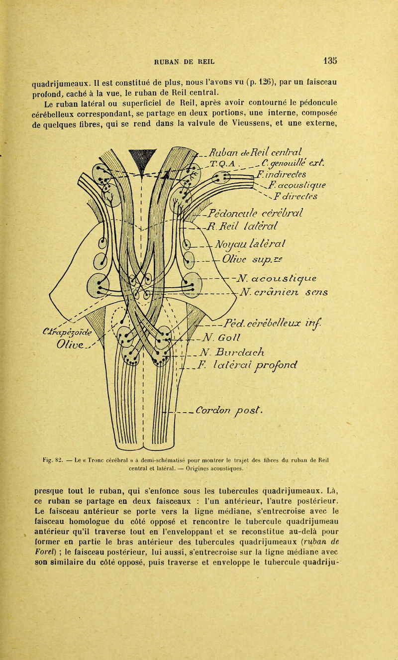 quadrijumeaux. Il est constitué de plus, nous l'avons vu (p. 126), par un faisceau profond, caché à la vue, le ruban de Reil central. Le ruban latéral ou superficiel de Reil, après avoir contourné le pédoncule cérébelleux correspondant, se partage en deux portions, une interne, composée de quelques libres, qui se rend dans la valvule de Vieussens, et une externe, .Ruban de Reil central JT.Q.A . cfenouillé cri. indirectes ^F acoustique *^Fdirectes -Pédoncule cérébral ^\-F.Feil latéral Noijau lâtira l Oliue sup.z* N. acox-isticfLie N. crànieix sens Cjrapèjoïde Olive. Fie; 82. Pèd. cérébelleux inf. -N. Go II JBureîcich __F. lat éra l prof on d Cordon post. Le « Tronc cérébral » à demi-schématisé pour montrer le trajet des libres du ruban de Reil central et latéral. — Origines acoustiques. presque tout le ruban, qui s'enfonce sous les tubercules quadrijumeaux. Là, ce ruban se partage en deux faisceaux : l'un antérieur, l'autre postérieur. Le faisceau antérieur se porte vers la ligne médiane, s'entrecroise avec le faisceau homologue du côté opposé et rencontre le tubercule quadrijumeau antérieur qu'il traverse tout en l'enveloppant et se reconstitue au-delà pour former en partie le bras antérieur des tubercules quadrijumeaux (ruban de Forel) ; le faisceau postérieur, lui aussi, s'entrecroise sur la ligne médiane avec son similaire du côté opposé, puis traverse et enveloppe le tubercule quadriju-