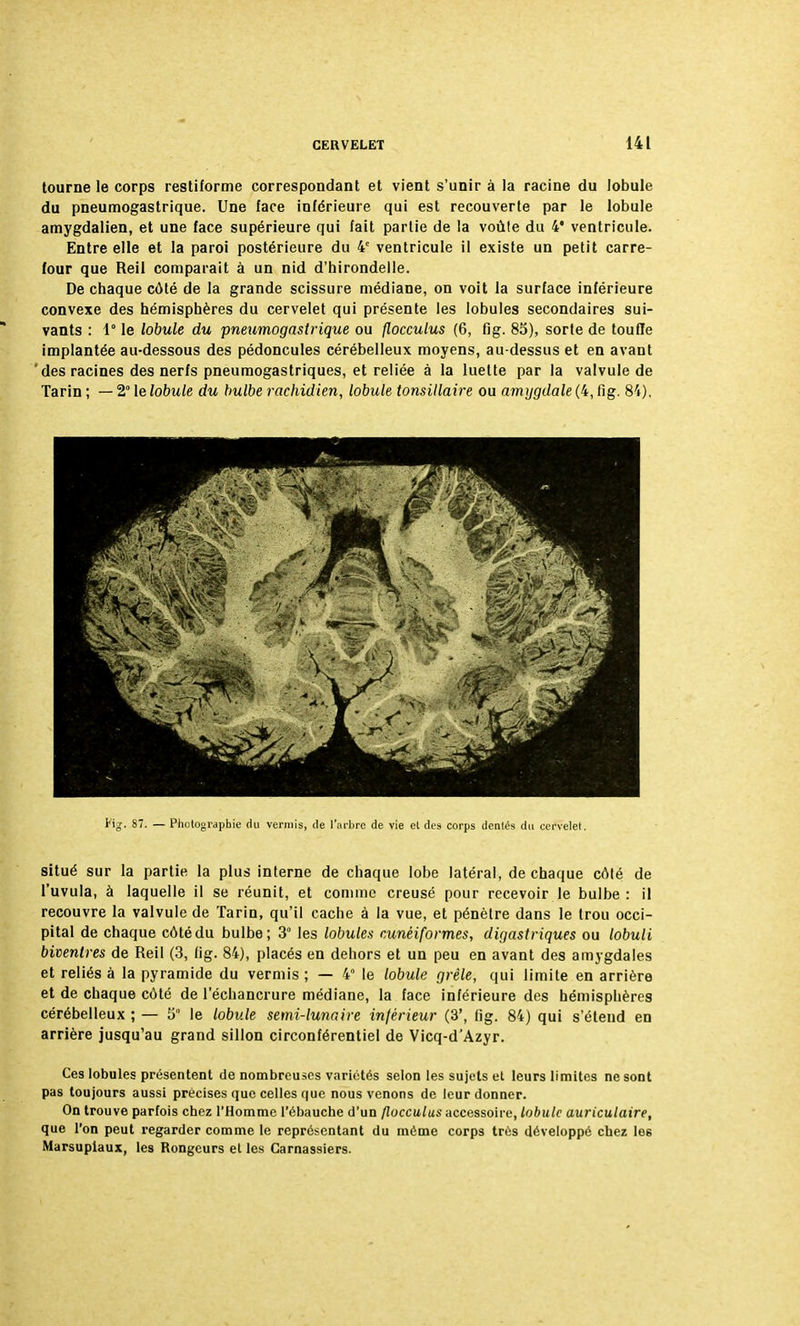 tourne le corps restiforme correspondant et vient s'unir à la racine du lobule du pneumogastrique. Une face inférieure qui est recouverte par le lobule amygdalien, et une face supérieure qui fait partie de la voûte du 4* ventricule. Entre elle et la paroi postérieure du 4e ventricule il existe un petit carre- four que Reil comparait à un nid d'hirondelle. De chaque côté de la grande scissure médiane, on voit la surface inférieure convexe des hémisphères du cervelet qui présente les lobules secondaires sui- vants : 1° le lobule du pneumogastrique ou flocculus (6, fig. 85), sorte de touffe implantée au-dessous des pédoncules cérébelleux moyens, au-dessus et en avant des racines des nerfs pneumogastriques, et reliée à la luette par la valvule de Tarin ; — 2° le lobule du bulbe rachidien, lobule tonsillaire ou amygdale (4, fig. 84), situé sur la partie la plus interne de chaque lobe latéral, de chaque côté de l'uvula, à laquelle il se réunit, et comme creusé pour recevoir le bulbe : il recouvre la valvule de Tarin, qu'il cache à la vue, et pénètre dans le trou occi- pital de chaque côté du bulbe; 3 les lobules cunéiformes, digastriques ou lobuli biventres de Reil (3, fig. 84), placés en dehors et un peu en avant des amygdales et reliés à la pyramide du vermis ; — 4° le lobule grêle, qui limite en arrière et de chaque côté de l'échancrure médiane, la face inférieure des hémisphères cérébelleux ; — 5° le lobule semi-lunaire inférieur (3', fig. 84) qui s'étend en arrière jusqu'au grand sillon circonférentiel de Vicq-d'Azyr. Ces lobules présentent de nombreuses variétés selon les sujets et leurs limites ne sont pas toujours aussi précises que celles que nous venons de leur donner. On trouve parfois chez l'Homme l'ébauche d'un flocculus accessoire, lobule auriculaire, que l'on peut regarder comme le représentant du même corps très développé chez les Marsupiaux, les Rongeurs et les Carnassiers.