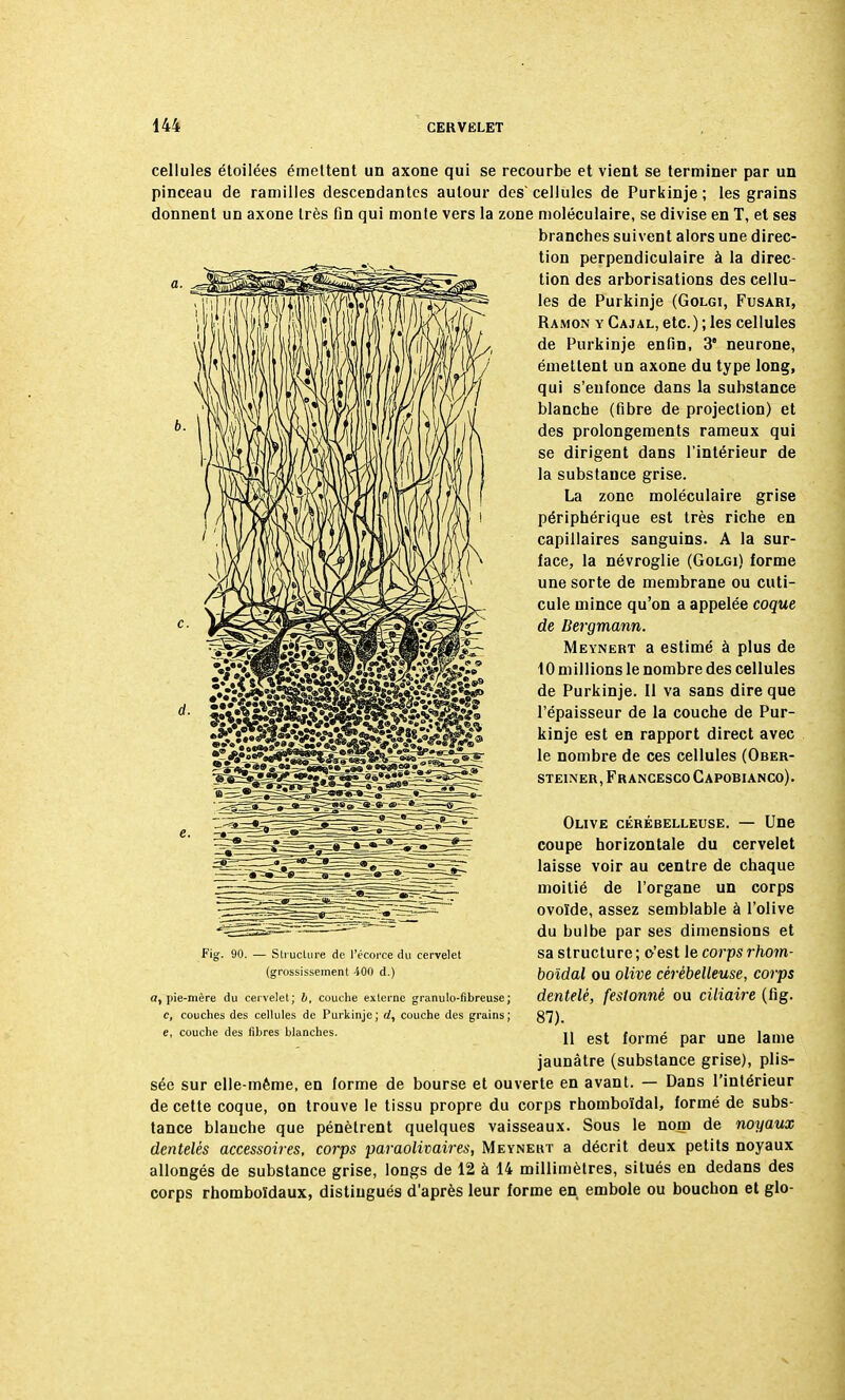 cellules étoilées émettent un axone qui se recourbe et vient se terminer par un pinceau de ramilles descendantes autour des' cellules de Purkinje ; les grains donnent un axone très fin qui monte vers la zone moléculaire, se divise en T, et ses branches suivent alors une direc- tion perpendiculaire à la direc- tion des arborisations des cellu- les de Purkinje (Golgi, Fusari, Ramon y Cajal, etc.) ; les cellules de Purkinje enfin, 3' neurone, émettent un axone du type long, qui s'enfonce dans la substance blanche (fibre de projection) et des prolongements rameux qui se dirigent dans l'intérieur de la substance grise. La zone moléculaire grise périphérique est très riche en capillaires sanguins. A la sur- face, la névroglie (Golgi) forme une sorte de membrane ou cuti- cule mince qu'on a appelée coque de Bergmann. Meynert a estimé à plus de 10 millions le nombre des cellules de Purkinje. Il va sans dire que l'épaisseur de la couche de Pur- kinje est en rapport direct avec le nombre de ces cellules (Ober- steiner,FrancescoCapobianco). Olive cérébelleuse. — Une coupe horizontale du cervelet laisse voir au centre de chaque moitié de l'organe un corps ovoïde, assez semblable à l'olive du bulbe par ses dimensions et sa structure ; o'est le corps rhom- boïdal ou olive cérébelleuse, corps dentelé, festonné ou ciliaire (fig. 87). 11 est formé par une lame jaunâtre (substance grise), plis- sée sur elle-même, en forme de bourse et ouverte en avant. — Dans l'intérieur de cette coque, on trouve le tissu propre du corps rhomboïdal, formé de subs- tance blanche que pénètrent quelques vaisseaux. Sous le nom de noyaux dentelés accessoires, corps paraolivaires, Meynert a décrit deux petits noyaux allongés de substance grise, longs de 12 à 14 millimètres, situés en dedans des corps rhomboïdaux, distingués d'après leur forme en embole ou bouchon et glo- - Structure de l'écorce du cervelet (grossissement i-00 d.) a, pie-mère du cervelet; b, couche externe granulo-fibreuse; c, couches des cellules de Purkinje ; d, couche des grains ; e, couche des fibres blanches.