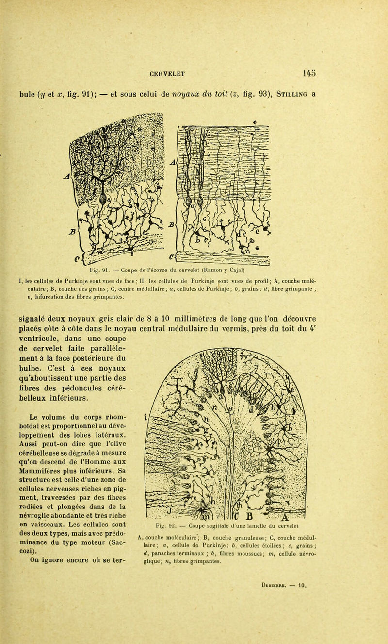 signalé deux noyaux gris clair de 8 à 10 millimètres de long que l'on découvre placés côte à côte dans le noyau central médullaire du vermis, près du toit du 4e ventricule, dans une coupe de cervelet faite parallèle- ment à la face postérieure du bulbe. C'est à ces noyaux qu'aboutissent une partie des libres des pédoncules céré- - belleux inférieurs. Le volume du corps rhom- boldal est proportionnel au déve- loppement des lobes latéraux. Aussi peut-on dire que l'olive cérébelleuse se dégrade à mesure qu'on descend de l'Homme aux Mammifères plus inférieurs. Sa structure est celle d'une zone de cellules nerveuses riches en pig- ment, traversées par des fibres radiées et plongées dans de la névroglie abondante et très riche en vaisseaux. Les cellules sont des deux types, mais avec prédo- minance du type moteur (Sac- cozi). On ignore encore où se ter- Fig. 92. — Coupe sagittale d une lamelle du cervelet A, couche moléculaire; B, couche granuleuse; C, couche médul- laire; a, cellule de Purkinje : b, cellules étoilées ; c, grains; d, panaches terminaux ; h, fibres moussues; m, cellule névro- glique; n, fibres grimpantes. Dlbieraï. — 10.