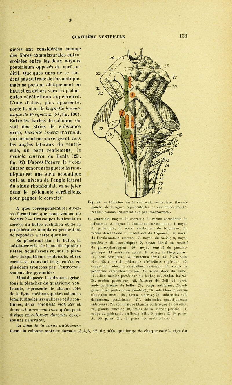 gistes ont considérées comrqe des fibres commissurales entre- croisées entre les deux noyaux postérieurs opposés du nerf au- ditif. Quelques-unes ne se ren- dent pas au tronc de l'acoustique, mais se portent obliquement en haut et en dehors vers les pédon- cules cérébelleux supérieurs. L'une d'elles, plus apparente, porte le nom de baguette harmo- nique de Bergmann (S2,fîg. 100). Entre les barbes du calamus, on voit des stries de substance grise, fasciolœ cinerœ d'Arnold, qui forment en convergeant vers les angles latéraux du ventri- cule, un petit renflement, le tœniola cinerea de Henle (26', fig. 94). D'après Popoff, le « con- ductor sonorus (baguette harmo- nique) est une strie acoustique qui, au niveau de l'angle latéral du sinus rhomboïdal, va se jeter dans le pédoncule cérébelleux pour gagner le cervelet A quoi correspondent les diver- ses formations que nous venons de décrire? — Des coupes horizontales sériées du bulbe rachidien et de la protubérance annulaire permettent de répondre à cette question. En pénétrant dans le bulbe, la substance grise de la moelle épinière s'étale, nous l'avons vu, sur le plan- cher du quatrième ventricule, et ses cornes se trouvent fragmentées en plusieurs tronçons par l'entrecroi- sement des pyramides. Ainsi disposée, la substance grise, sous le plancher du quatrième ven- tricule, représente de chaque côté de la ligne médiane quatre colonnes longitudinales irrégulières et discon- tinues, deux colonnes motrices et deux colonnessensitives,qu'on peut diviser en colonnes dorsales et co- lonnes ventrales. La base de la corne antérieure forme la colonne motrice dorsale (3, Fig. 94. — Plancher du 4e ventricule vu de face. (Le côté gauche de la figure représente les noyaux bulbo-protuhé- ranliels comme sensément vus par transparence). 1, ventricule moyen du cerveau; 2, racine ascendante du trijumeau; 3, noyau de l'oculo-moteur commun ; 4, noyau du pathétique; 5', noyau masticateur du trijumeau; 5', racine descendante ou médullaire du trijumeau; 6, noyau de l'oculo-moteur externe; 7, noyau du facial; 8, noyau postérieur de l'acoustique ; 9, noyau dorsal ou sensitif du glosso-pharyngien ; 10, noyau sensitif du pneumo- gastrique; H, noyau du spinal; II, noyau de l'hypoglosse; 12, locus cœruleus ; 13, eminentia teres; 14, fovea aule- rior; 15, coupe du pédoncule cérébelleux supérieur; 16, coupe du pédoncule cérébelleux inférieur; 17, coupe du pédoncule cérébelleux moyen; 18, sillon latéral du bulbe; 19, sillon médian postérieur du bulbe; 20, cordon latéral; 21, cordon postérieur ; 22, faisceau de Goll ; 23, pyra- mide postérieure du bulbe; 24, corps resliforme; 25, aile grise (fovea posterior en pointillé) ; 20, aile blanche interne (funiculus teres); 26', tœnia cinerea; 27, tubercules qua- drijumeaux postérieurs; 27', tubercules quadrijumeaux antérieurs; 28, commissure blanche postérieure du cerveau , 29, glande pinéale; 30, freins de la glande pincale; 31; coupe du pédoncule cérébral; VIII, 8» paire; IX, 9« paire; X, 10c paire; XI, lie paire des nerfs crâniens. 4,6, 12, fig. 100), qui longe de chaque coté la tige du