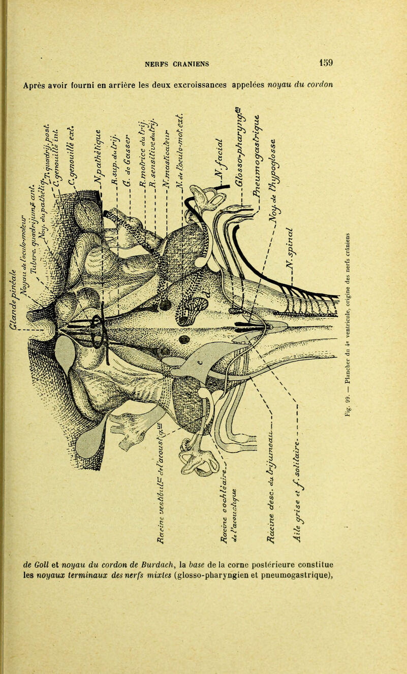 Après avoir fourni en arrière les deux excroissances appelées noyau du cordon de Goll et noyau du cordon de Burdach, la base de la corne postérieure constitue les noyaux terminaux des nerfs mixtes (glosso-pharyngien et pneumogastrique),