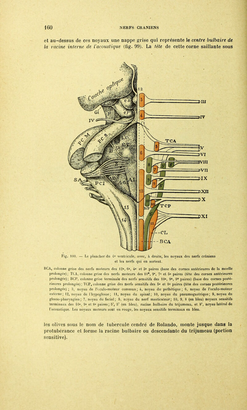 et au-dessus de ces noyaux une nappe grise qui représente le centre bulbaire de la racine interne de l'acoustique (fig. 99). La tète de cette corne saillante sous Fig. 100. — Le plancher du i' ventiicule, avec, à droile, les noyaux des nerfs crâniens et les nerfs qui en sorlent. BCA, colonne grise des nerfs moteurs des 12e, 6, 4« et 3« paires (base des cornes antérieures de la moelle prolongée); TCA, colonne grise des nerfs moteurs des 10', 9', 7e et 5<s paires (tète des cornes antérieures prolongée); BCP, colonne grise terminale des nerfs sensitifs des 10», 9», 8e paires) (base des cornes posté- rieures prolongée); TCP, colonne grise des nerfs sensitifs des 5« et 8 paires (tête des cornes postérieures prolongée) ; 3, noyau de l'cculo-moteur commun; 4, noyau du pathétique; 6, noyau de l'oculo-moteur externe; 12, noyau de l'hypoglosse; H, noyau du spinal; 10, noyau du pneumogastrique; 9, noyau du glosso-pbaryngien; 7, noyau du facial; 5, noyau du nerf masticateur; 10, 9, 8 (en bleu) noyaux sensitifs terminaux des 10», 9» et 8« paires; 5', 5' (en bleu), racine bulbaire du trijumeau, et 8', noyau latéral de l'acoustique. Les noyaux moteurs sont en rouge, les noyaux sensitifs terminaux en bleu. les olives sous le nom de tubercule cendré de Rolando, monte jusque dans la protubérance et forme la racine bulbaire ou descendante du trijumeau (portion sensitive).