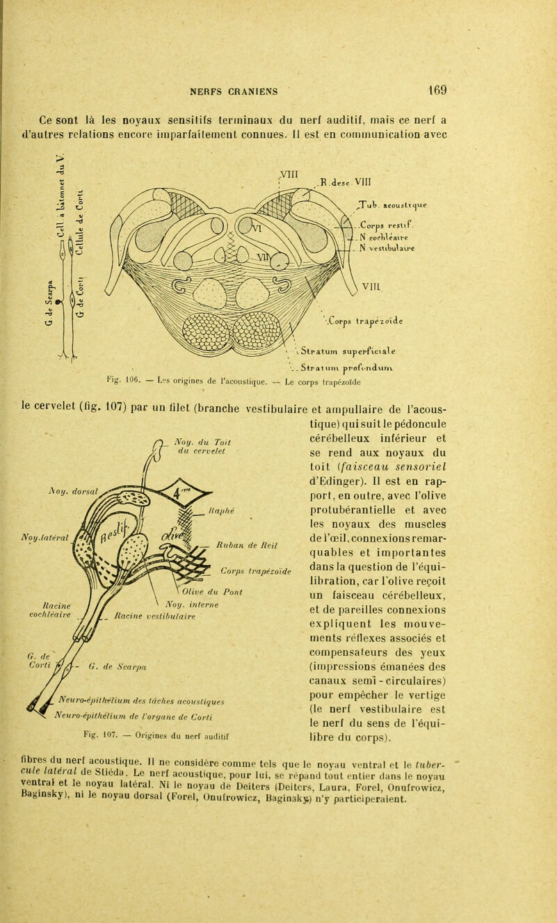Ce sont là les noyaux sensitifs terminaux du nerf auditif, mais ce nerf a d'autres relations encore imparfaitement connues. 11 est en communication avec .VIII en m 11 .R.<lesc VIII _Tulr acousLtt^ue .Corps restif. N cocMéaire N vestilwlavre vin Corps trapézoïde 106. — Les origines de l'acoustique. Slratum superfxciale Straitim prolVndum Le corps trapézoïde Noy. dorsal Noy. du Toit du cervelet H aiilié Noy.latéral le cervelet (fig. 107) par un filet (branche vestibulaire et ampullaire de l'acous- tique) qui suit le pédoncule cérébelleux inférieur et se rend aux noyaux du toit (faisceau sensoriel d'Edinger). Il est en rap- port, en outre, avec l'olive protubérantielle et avec les noyaux des muscles de l'œil, connexions remar- quables et importantes dans la question de l'équi- libration, car l'olive reçoit un faisceau cérébelleux, et de pareilles connexions expliquent les mouve- ments réflexes associés et compensateurs des yeux (impressions émanées des canaux semï - circulaires) pour empêcher le vertige (le nerf vestibulaire est le nerf du sens de l'équi- libre du corps). — Ruban de Reil 7_ Corps trapézoïde e du Pont Noy. interne Racine vestibulaire -- G. de Scarpa Neuro-cpitltélium des taches acoustiques Neuro-épitliéliutn de l'organe de Corli Fig. 107. — Origines du nerf auditif fibres du nerf acoustique. II ne considère comme tels que le noyau ventral et le tuber- cule latéral de Slieda. Le nerf acoustique, pour lui, se répand tout entier dans le noyau ventra et le noyau latéral. Ni le noyau de Deiters (Deitcrs, Laura, Forel, Onufrowicz, Baginsky), ni le noyau dorsal (Forel, Unufrowicz, Baginskp) n'y participeraient.