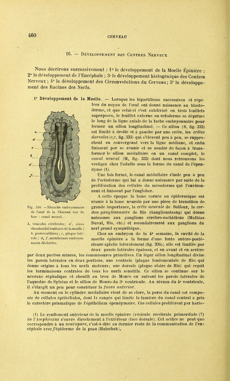 16. — Développement des Centres Nerveux Nous décrirons successivement : 1° le développement de la Moelle Épinière ; 2° le développement de l'Encéphale ; 3° le développement histogénique des Centres Nerveux ; 4° le développement des Circonvolutions du Cerveau; 5° le développe- ment des Racines des Nerfs. 1° Développement de la Moelle. — Lorsque les bipartitions successives et répé- tées du noyau de l'œuf ont donné naissance au blasto- derme, et que celui-ci s'est subdivisé en trois feuillets superposés, le feuillet externe ou ectoderme se déprime le long de la ligne axiale de la tache embryonnaire pour former un sillon longitudinal. — Ce sillon (S, fig. 333) est limité à droite et à gauche par une crête, les crêtes dorsales (c,c, fig. 333) qui s'élèvent peu à peu, se rappro- chent en convergeant vers la ligne médiane, et enfin finissent par se réunir et se souder de façon à trans- former le sillon médullaire en un canal complet, le canal neural (M, fig. 333) dont nous retrouvons les vestiges chez l'adulte sous la forme du canal de l'épen- dyme (1). Une fois fermé, le canal médullaire s'isole peu à peu de l'ectoderme qui lui a donné naissance par suite de la prolifération des cellules du mésoderme qui l'environ- nent et finissent par l'englober. A cette époque la lame cornée ou épidermique est réunie à la lame neurale par une pièce de transition de grande importance, la crête neurale de Balfour, le cor- don ganglionnaire de His (Ganglienstsang) qui donne naissanoe aux ganglions cérébro-rachidiens (Mathias Duval, His, etc.) et secondairement aux ganglions du nerf grand sympathique. Chez un embryon de la 4e semaine, la cavité de la moelle épinière a la forme d'une fente antéro-posté- rieure aplatie latéralement (fig. 334); elle est limitée par deux parois latérales épaisses, et en avant et en arrière par deux parties minces, les commissures primitives. Un léger sillon longitudinal divise les parois latérales en deux portions, une ventrale (plaque fondamentale de His) qui donne origine à tous les nerfs moteurs; une dorsale (plaque alaire de His) qui reçoit les terminaisons centrales de tous les nerfs sensitifs. Ce sillon se continue sur le névraxe céphalique et aboutit au trou de Monro en suivant les parois latérales de l'aqueduc de Sylvius et le sillon de Monro du 3e ventricule. Au niveau du 4e ventricule, il s'élargit un peu pour constituer la fovea anterior. Au moment où le cylindre médullaire vient de se clore, la paroi du canal est compo- sée de cellules épithéliales, dont la rangée qui limite la lumière du canal central a pris le caractère prismatique de l'épithélium épendymaire. Ces cellules prolifèrent par kario- (1) Le renflement antérieur de la moelle épinière (vésicule cérébrale primordiale (?) de l'Amphioxus s'ouvre directement à l'extérieur (face dorsale). Cet orifice ne peut que correspondre à un neuropore, c'est-à-dire au dernier reste de la communication de l'en- céphale avec.l'épiderme de la peau (Hatschek). Fig. 330. — Ebauche embryonnaire de l'œuf de la Chienne vue de face : canal neural. A, vésicules cérébrales; a', sinus rhomboïdal lombaire de la moelle j b, protovertèbres ; c, plaque laté- rale ; d, f, membranes embryon- naires déchirées.