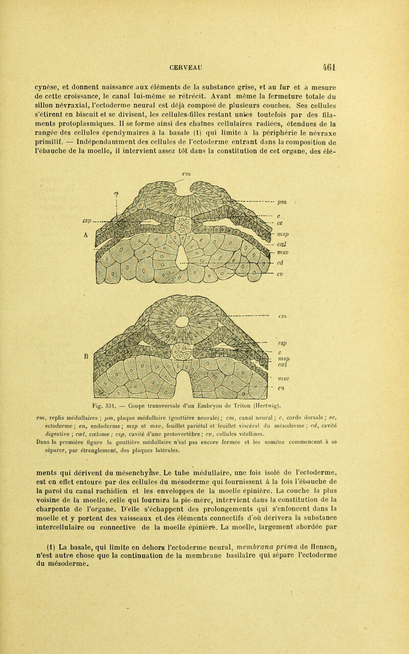 cynèse, et donnent naissance aux éléments de la substance grise, et au fur et à mesure de cette croissance, le canal lui-même se rétrécit. Avant môme la fermeture totale du sillon névraxial, l'ectoderme neural est déjà composé de plusieurs couches. Ses cellules s'étirent en biscuit et se divisent, les cellules-filles restant unies toutefois par des fila- ments protoplasmiques. Il se forme ainsi des chaînes cellulaires radiées, étendues de la rangée des cellules épendymaires à la basale (1) qui limite à la périphérie le névraxe primitif. — Indépendamment des cellules de l'ectoderme entrant dans la composition de l'ébauche de la moelle, il intervient assez tôt dans la constitution de cet organe, des élé- rm Fig. 331. — Coupe transversale d'un Embryon de Triton (Hertwig). rm, replis médullaires; pm, plaque médullaire (gouttière neurale) ; cm, canal neural; c, corde dorsale; ec, ectoderme; en, endoderme; msp et msv, feuillet pariétal et feuillet viscéral du mésoderme; cd, cavité digestive ; cœl, cœlome ; csp, cavité d'une protovertèbre; cv, cellules vitellines. Dans la première figure la gouttière médullaire n'est pas encore fermée et les somites commencent à se séparer, par étranglement, des plaques latérales. ments qui dérivent du mésenchyîhe. Le tube médullaire, une fois isolé de l'ectoderme, est en effet entouré par des cellules du mésoderme qui fournissent à la fois l'ébauche de la paroi du canal rachidien et les enveloppes de la moelle épinière. La couche la plus voisine de la moelle, celle qui fournira la pie-mère, intervient dans la constitution de la charpente de l'organe. D'elle s'échappent des prolongements qui s'enfoncent dans la moelle et y portent des vaisseaux et des éléments connectifs d'où dérivera la substance intercellulaire ou connective de la moelle épinière. La moelle, largement abordée par (1) La basale, qui limite en dehors l'ectoderme neural, membrana prima de Hensen, n'est autre chose que la continuation de la membrane basilaire qui sépare l'ectoderme du mésoderme.