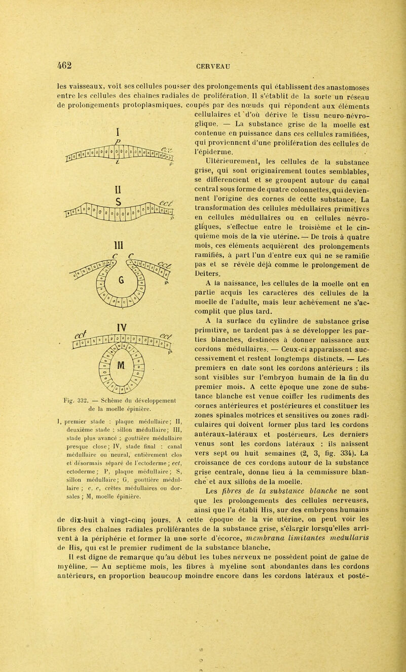 les vaisseaux, voit ses cellules pousser des prolongements qui établissent des anastomoses entre les cellules des chaînes radiales de prolifération. 11 s'établit de la sorle un réseau de prolongements protoplasmiques, coupés par des nœuds qui répondent aux éléments cellulaires et'd'où dérive le tissu neuro-névro- glique. — La substance grise de la moelle est contenue en puissance dans ces cellules ramifiées, qui proviennent d'une prolifération des cellules de l'épiderme. Ultérieurement, les cellules de la substance grise, qui sont originairement toutes semblables, se différencient et se groupent autour du canal central sous forme de quatre colonnettes, qui devien- nent l'origine des cornes de cette substance. La transformation des cellules médullaires primitives en cellules médullaires ou en cellules névro- gliques, s'effectue entre le troisième et le cin- quième mois de la vie utérine.— De trois à quatre mois, ces éléments acquièrent des prolongements ramifiés, à part l'un d'entre eux qui ne se ramifie pas et se révèle déjà comme le prolongement de Deiters. A la naissance, lus cellules de la moelle ont en partie acquis les caractères des cellules de la moelle de l'adulte, mais leur achèvement ne s'ac- complit que plus tard. A la surface du cylindre de substance grise primitive, ne tardent pas à se développer les par- ties blanches, destinées à donner naissance aux cordons médullaires. — Ceux-ci apparaissent suc- cessivement et restent longtemps distincts. — Les premiers en date sont les cordons antérieurs : ils sont visibles sur l'embryon humain de la fin du premier mois. A cette époque une zone de subs- tance blanche est venue coiffer les rudiments des cornes antérieures et postérieures et constituer les zones spinales motrices et sensitives ou zones radi- culaires qui doivent former plus tard les cordons antéraux-latéraux et postérieurs. Les derniers venus sont les cordons latéraux : ils naissent vers sept ou huit semaines (2, 3, fig. 334). La croissance de ces cordons autour de la substance grise centrale, donne lieu à la commissure blan- che et aux sillons delà moelle. Les fibres de la substance blanche ne sont que les prolongements des cellules nerveuses, ainsi que l'a établi His, sur des embryons humains de dix-huit à vingt-cinq jours. A cette époque de la vie utérine, on peut voir les fibres des chaînes radiales proliférantes de la substance grise, s'élargir lorsqu'elles arri- vent à la périphérie et former là un» sorle d'écorce, membrana limitantes medullaris de His, qui est le premier rudiment de la substance blanche. II est digne de remarque qu'au début les tubes nerveux ne possèdent point de gaine de myéline. — Au septième mois, les fibres à myéline sont abondantes dans les cordons antérieurs, en proportion beaucoup moindre encore dans les cordons latéraux et posté- Fig. 332. — Schème fin développement de la moelle épinière. , premier slade : plaque médullaire; II, deuxième stade : sillon médullaire; III, stade plus avancé : gouttière médullaire presque close; IV, stade final : canal médullaire ou neural, entièrement clos et désormais séparé de l'ectoderme ; ect, ectoderme ; P, plaque médullaire; S, sillon médullaire; G, gouttière médul- laire ; c, c, crêtes médullaires ou dor- sales ; M, moelle épinière.