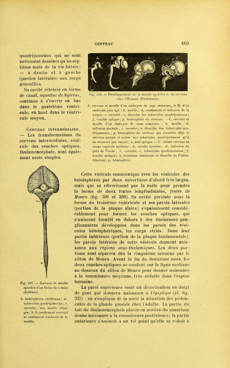 quadrijumeaux qui ne sont nettement dessinés qu'au sep- tième mois de la vie fœtale; — à droite et à gauche (parties latérales) aux corps genouillés. Sa cavité rétrécie en forme de canal, aqueduc de Sylvius, continue à s'ouvrir en bas dans le quatrième ventri- cule, en haut dans le ventri- cule moyen. Cerveau intermédiaire. — Les transformations du cerveau intermédiaire, vési- cule des couches optiques, thalamencéphale, sont égale- ment assez simples. Fig. 336.- • Développement de la moelle ep.nière et du cerveau chez l'Homme (Tiedemann) cerveau et moelle d'un embryon de sept semaines, et B, d'un embryon plus âgé : b, moelle ; <i, renflement et inflexion de la nuque; c, cervelet; e, ébauche des tubercules quadrijumeaux; f, couche optique ;g, hémisphère du cerveau. — C, cerveau et moelle d'un embryon de onze semaines : b, moelle , d, inflexion nuchale ; c, cervelet; e, ébauche des tubercules qua- drijumeaux ; g, hémisphère du cerveau qui recouvre déjà le cerveau moyen et arrive aux tubercules quadrijumeaux qu'il ne recouvre pas encore; o, nerf optique. — C, même cerveau en coupe sagittale médiane : b, moelle épinière ; d, inflexion du pont de Varole ; c, cervelet; e, tubercules quadrijumeaux; f, couche optique; v, troisième ventricule et ébauche de l'infun- dibulum; g, hémisphère. Fig. 337. — Cerveau et moelle épinière d'un fœtus de 4 mois (Kolliker). h, hémisphères cérébraux; m, tubercules quadrijumeaux ; c. cervelet ; mo, moelle allon- gée; S, S, renflement cervical et renflement lombaire de la moelle. Cette vésicule communique avec les vésicules des hémisphères par deux ouvertures d'abord très larges, mais qui se rétrécissent par la suite pour prendre la forme de deux fentes longitudinales, fentes de Monro (fig. 338 et 339). Sa cavité persiste sous la forme du troisième ventricule et ses parois latérales (portion de la plaque alaire) s'épaississent considé- rablement pour former les couches optiques, qui s'unissent bientôt en dehors à des ôminences gan- glionnaires développées dans les parois des vési- cules hémisphériques, les corps striés. Dans leur partie inférieure (portion de la plaque foudamentale), les parois latérales de cette vésicule donnent nais- sance aux régions sous-thalamiques. Les deux por- tions sont séparées dès la cinquième semaine par le sillon de Monro. Avant la lin du deuxième mois, les deux couches optiques se soudent sur la ligne médiane au-dessous du sillon de Monro pour donner naissance à la commissure moyenne, très réduite dans l'espèce humaine. La paroi supérieure émet un diverticulum en doigt de gant qui donnera naissance à l'épiphyse (pi, fig. 33o) : on s'explique de la sorte la situation des pédon- cules de la glande pinéale chez l'adulte. La partie du toit du thalamencéphale placée en arrière du conarium donne naissance à la commissure postérieure; la partie antérieure s'amincit à un tel point qu'elle se réduit à