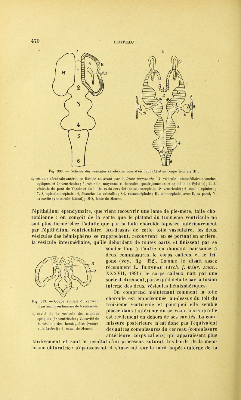 A B Fig. 338. — Schème des vésicules cérébrales vues d'en haut (A) et en coupe frontale (B). 1, vésicule cérébrale antérieure limitée en avant par la lame terminale; 2, vésicule intermédiaire 'couches optiques et 3' ventricule) ; 3, vésicule moyenne (tubercules quadrijumeaux et aqueduc de Sylvius) ; 4, 3, vésicule du pont de Varole et du bulbe et du cervelet (rhombencéphale, 4e ventricule) ; 6, moelle épinière ; 7, 8, ophtalmocéphale ; 9, ébauche du cristallin; 01, rhinencéphale; H, télencéphale, avec E, sa paroi, V, sa cavité (ventricule latéral) ; MO, fente de Monro. l'épithélium épendymaire, que vient recouvrir une lame de pie-mère, toile cho roïdienne : on conçoit de la sorte que le plafond du troisième ventricule ne soit plus formé chez l'adulte que par la toile choroïde tapissée intérieurement par l'épithélium ventriculaire. Au-dessus de cette toile vasculaire, les deux vésicules des hémisphères se rapprochent, recouvrent, en se portant en arrière, la vésicule intermédiaire, qu'ils débordent de toutes parts, et finissent par se souder l'un à l'autre en donnant naissance à deux commissures, le corps calleux et le tri- gone (voy. fig 352). Comme le disait assez récemment L. Blumeau (Arch. f. mikr. Anat., XXXVII, 1891), le corps calleux naît par une sorte d'étirement, parce qu'il débute par la fusion interne des deux vésicules hémisphériques. On comprend maintenant comment la toile choroïde est emprisonnée au-dessus du toit du troisième ventricule et pourquoi elle semble placée dans l'intérieur du cerveau, alors qu'elle est réellement en dehors de ses cavités. La com- missure postérieure n'est donc pas l'équivalent des autres commissures du cerveau (commissure antérieure, corps calleux) qui apparaissent plus tardivement et sont le résultat d'un processus suturai. Les bords de la mem- brane obturatrice s'épaississent et s'insèrent sur le bord supéro-interne de la Fig. 339. — Coupe rontale du cerveau d'un embryon humain de 6 semaines. 1, cavité de la vésicule des couches optiques (3» ventricule) ; 2, cavité de la vésicule des hémisphères (ventri- cule latéral); 3, canal de Monro.