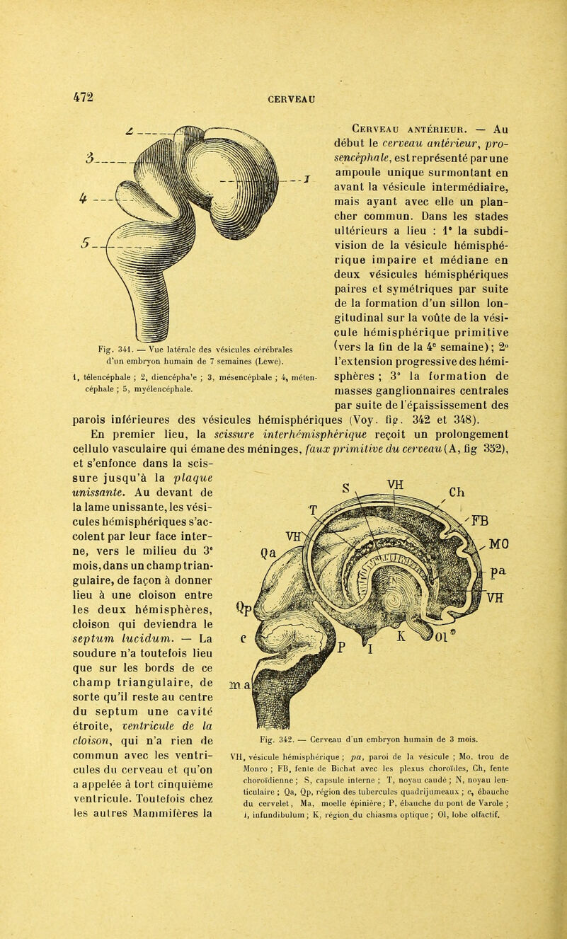 4 — --J Fig. 341. — Vue latérale des vésicules cérébrales d'un embryon humain de 7 semaines (Lewe). 1, télencéphale ; 2, diencépha'e ; 3, mésencépbale ; 4, méten céphale ; 5, myélencéphale. Cerveau antérieur. — Au début le cerveau antérieur, pro- sencéphale, est représenté par une ampoule unique surmontant en avant la vésicule intermédiaire, mais ayant avec elle un plan- cher commun. Dans les stades ultérieurs a lieu : 1* la subdi- vision de la vésicule hémisphé- rique impaire et médiane en deux vésicules hémisphériques paires et symétriques par suite de la formation d'un sillon lon- gitudinal sur la voûte de la vési- cule hémisphérique primitive (vers la fin de la 4e semaine); 2° l'extension progressive des hémi- sphères ; 3° la formation de masses ganglionnaires centrales par suite de l'épaississement des parois inférieures des vésicules hémisphériques (Voy. tip. 342 et 348). En premier lieu, la scissure interhémisphérique reçoit un prolongement cellulo vasculaire qui émane des méninges, faux primitive du cerveau (A, fig 352), et s'enfonce dans la scis- sure jusqu'à la plaque unissante. Au devant de la lame unissante, les vési- cules hémisphériques s'ac- colent par leur face inter- ne, vers le milieu du 3* mois,dans unchamptrian- gulaire, de façon à donner lieu à une cloison entre les deux hémisphères, cloison qui deviendra le septum lucidum. — La soudure n'a toutefois lieu que sur les bords de ce champ triangulaire, de sorte qu'il reste au centre du septum une cavité étroite, ventricule de la cloison, qui n'a rien de commun avec les ventri- cules du cerveau et qu'on a appelée à tort cinquième ventricule. Toutefois chez les aulres Mammifères la ma Cerveau d'un embryon humain de 3 mois. VH, vésicule hémisphérique; pa, paroi de la vésicule ; Mo. trou de Monro ; FB, fente de Bichat avec les plexus choroïdes, Ch, l'ente choroïdienne ; S, capsule interne ; T, noyau caudé ; N, noyau len- ticulaire ; Qa, Qp, région des tubercules quadrijumeaux ; c, ébauche du cervelet, Ma, moelle épinière; P, ébauche du pont de Varole ; 1, infundibulum; K. région_du chiasma optique; 01, lobe olfactif.