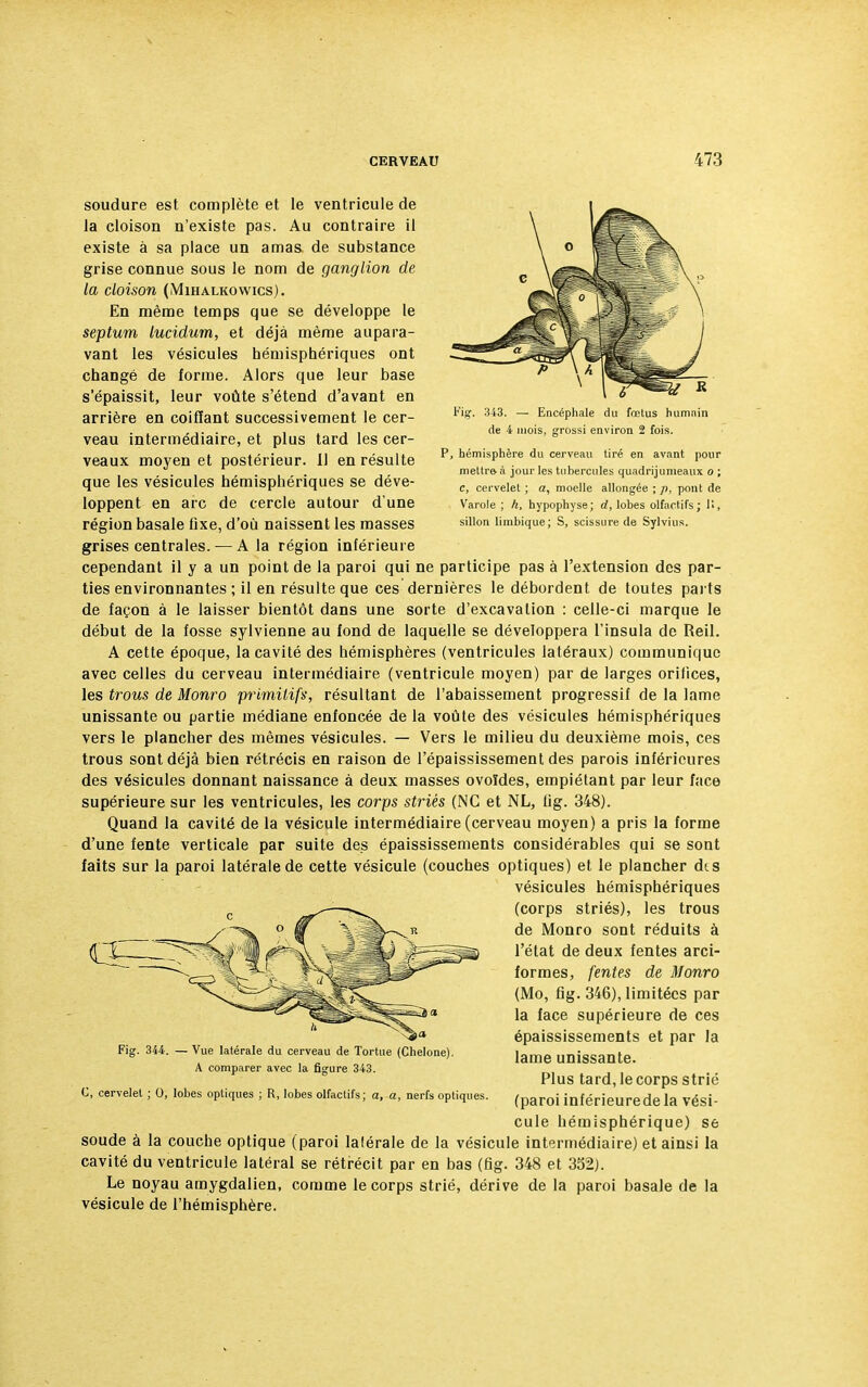 ig\ 343. — Encéphale du fœtus humain de 4 mois, grossi environ 2 fois. hémisphère du cerveau tiré en avant pour mettre à jour les tubercules quadrijumeaux o ; c, cervelet ; a, moelle allongée ; p, pont de Varole ; h, hypophyse; d, lobes olfactifs; II, sillon limbique; S, scissure de Sylvius. soudure est complète et le ventricule de la cloison n'existe pas. Au contraire il existe à sa place un amas de substance grise connue sous le nom de ganglion de la cloison (Mihalkowics). En même temps que se développe le septum lucidum, et déjà même aupara- vant les vésicules hémisphériques ont changé de forme. Alors que leur base s'épaissit, leur voûte s'étend d'avant en arrière en coiffant successivement le cer- veau intermédiaire, et plus tard les cer- veaux moyen et postérieur. Il en résulte que les vésicules hémisphériques se déve- loppent en arc de cercle autour d'une région basale fixe, d'où naissent les masses grises centrales. — A la région inférieure cependant il y a un point de la paroi qui ne participe pas à l'extension des par- ties environnantes ; il en résulte que ces dernières le débordent de toutes parts de façon à le laisser bientôt dans une sorte d'excavation : celle-ci marque le début de la fosse sylvienne au fond de laquelle se développera l'insula de Reil. A cette époque, la cavité des hémisphères (ventricules latéraux) communique avec celles du cerveau intermédiaire (ventricule moyen) par de larges orifices, les trous de Monro primitifs, résultant de l'abaissement progressif de la lame unissante ou partie médiane enfoncée de la voûte des vésicules hémisphériques vers le plancher des mêmes vésicules. — Vers le milieu du deuxième mois, ces trous sont déjà bien rétrécis en raison de l'épaississement des parois inférieures des vésicules donnant naissance à deux masses ovoïdes, empiétant par leur face supérieure sur les ventricules, les corps striés (NG et NL, lig. 348). Quand la cavité de la vésicule intermédiaire (cerveau moyen) a pris la forme d'une fente verticale par suite des épaississements considérables qui se sont faits sur la paroi latérale de cette vésicule (couches optiques) et le plancher dis vésicules hémisphériques (corps striés), les trous de Monro sont réduits à l'état de deux fentes arci- formes, fentes de Monro (Mo, fig. 346), limitées par la face supérieure de ces épaississements et par la lame unissante. Plus tard, le corps strié (paroi inférieuredela vési- cule hémisphérique) se soude à la couche optique (paroi lalérale de la vésicule intermédiaire) et ainsi la cavité du ventricule latéral se rétrécit par en bas (fig. 348 et 352). Le noyau amygdalien, comme le corps strié, dérive de la paroi basale de la vésicule de l'hémisphère. - Vue latérale du cerveau de Tortue (Chelone). A comparer avec la figure 343. C, cervelet ; 0, lobes optiques ; R, lobes olfactifs; a, a, nerfs optiques.