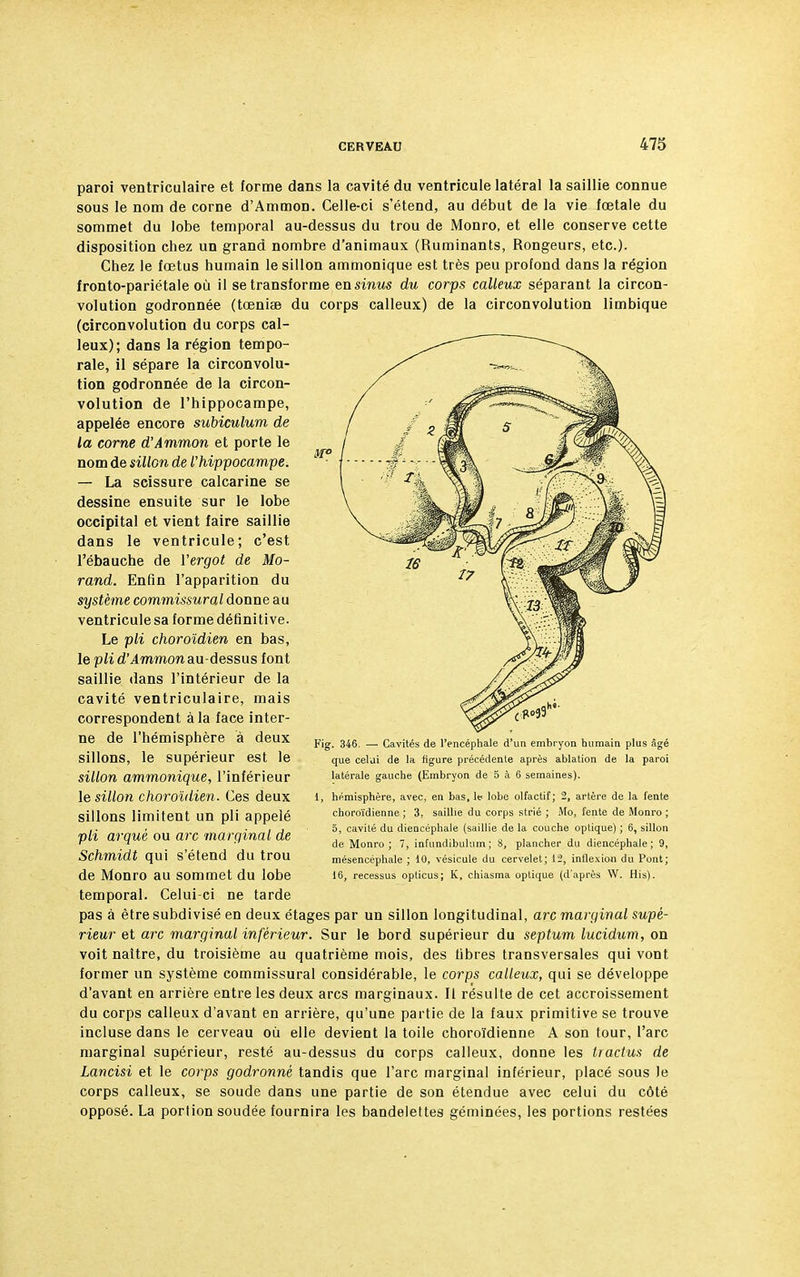 paroi ventriculaire et forme dans la cavité du ventricule latéral la saillie connue sous le nom de corne d'Ammon. Celle-ci s'étend, au début de la vie fœtale du sommet du lobe temporal au-dessus du trou de Monro, et elle conserve cette disposition chez un grand nombre d'animaux (Ruminants, Rongeurs, etc.). Chez le fœtus humain le sillon ammonique est très peu profond dans la région fronto-pariétale où il se transforme en sinus du corps calleux séparant la circon- volution godronnée (tœniae du corps calleux) de la circonvolution limbique (circonvolution du corps cal- leux); dans la région tempo- rale, il sépare la circonvolu- tion godronnée de la circon- volution de l'hippocampe, appelée encore subiculum de la corne d'Ammon et porte le nom de sillGn de l'hippocampe. — La scissure calcarine se dessine ensuite sur le lobe occipital et vient faire saillie dans le ventricule; c'est l'ébauche de l'ergot de Mo- rand. Enfin l'apparition du système commissural donne au ventricule sa forme définitive. Le pli choroïdien en bas, le pli d'Ammon au-dessus font saillie dans l'intérieur de la cavité ventriculaire, mais correspondent à la face inter- ne de l'hémisphère à deux sillons, le supérieur est le sillon ammonique, l'inférieur le sillon choroïdien. Ces deux sillons limitent un pli appelé pli arqué ou arc marginal de Schmidt qui s'étend du trou de Monro au sommet du lobe temporal. Celui-ci ne tarde pas à être subdivisé en deux étages par un sillon longitudinal, arc marginal supé- rieur et arc marginal inférieur. Sur le bord supérieur du septum lucidum, on voit naître, du troisième au quatrième mois, des fibres transversales qui vont former un système commissural considérable, le corps calleux, qui se développe d'avant en arrière entre les deux arcs marginaux. Il résulte de cet accroissement du corps calleux d'avant en arrière, qu'une partie de la faux primitive se trouve incluse dans le cerveau où elle devient la toile choroïdienne A son tour, l'arc marginal supérieur, resté au-dessus du corps calleux, donne les tractus de Lancisi et le corps godronné tandis que l'arc marginal inférieur, placé sous Je corps calleux, se soude dans une partie de son étendue avec celui du côté opposé. La portion soudée fournira les bandelettes géminées, les portions restées Fig. 346. — Cavités de l'encéphale d'un embryon humain plus âgé que celui de la figure précédente après ablation de la paroi latérale gauche (Embryon de 5 à 6 semaines). 1, hémisphère, avec, en bas, le lobe olfactif; 2, artère de la fente choroïdienne; 3, saillie du corps strié; Mo, fente de Monro ; 5, cavité du diencéphale (saillie de la couche optique) ; 6, sillon de Monro; 7, infundibuhim; 8, plancher du diencéphale; 9, mésencéphale ; 10, vésicule du cervelet; 12, inflexion du Pont; 16, recessus opticus; K, chiasma optique (d'après W. His).