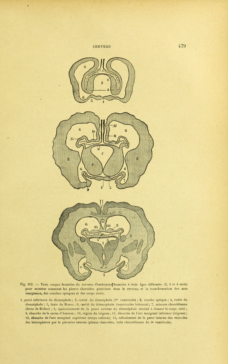 Fig. 352. — Trois coupes frontales du cerveau d'embryonsfliumains à trois âges différents (2, 3 et 4 mois) pour montrer comment les plexus choroïdes pénètrent dans le cerveau et la transformation des arcs marginaux, des couches optiques et des corps striés. 1, paroi inférieure du diencéphale ; 2, cavité du diencéphale (3e ventricule) ; 3, couche optique ; 4, voûte du diencéphale ; S, fente de Monro ; 6, cavité du télencéphale (ventricules latéraux) ; 7, scissure choroïdienne (fente de Bichat) ; S, épaississement de la paroi externe du télencéphale destiné à donner le corps strié ; 9, ébauche de la corne d'Ammon ; 10, région du trigone ; 11, ébauche de l'arc marginal inférieur (trigone) ; 12, ébauche de l'arc marginal supérieur (corps calleux); 13, refoulement de la paroi interne des vésicules des hémisphères par la pie-mère interne (plexus choroïdes, toile choroïdienne du 3 ventricule).