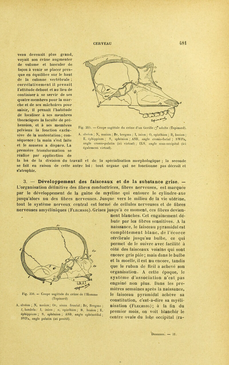 veau devenait plus grand, voyait son crâne augmenter de volume et basculer de façon à venir se placer pres- que en équilibre sur le haut de la colonne vertébrale ; corrélativement il prenait l'attitude debout et au lieu de continuer à se servir de ses quatre membres pour la mar- che et de ses mâchoires pour saisir, il prenait l'habitude de localiser à ses membres thoraciques la faculté de pré- hension, et à ses membres pelviens la fonction exclu- sive de la sustentation; con- séquence: la main s'est faite et le museau a disparu. La première transformation se réalise par application de la loi de la division du travail et de la spécialisation morphologique ; la seconde se fait en raison de cette aulre loi : tout organe qui ne fonctionne pas décroit et s'atrophie. ;. 355. —Coupe sagittale du crâne d'un Gorille adulte (Topinard). alvéon ; N, nasion ; Br, bregma ; I, inion ; 0, opisthion ; B, basion ; E. éphippium ; S, sphénion ; ASB, angle cranio-facial ; SWPa, angle cranio-palatin (ici virtuel) ; IXS, angle sous-occipital (ici également virtuel). 3. — Développement des faisceaux et de la substance grise. — L'organisation définitive des fibres conductrices, fibres nerveuses, est marquée par le développement de la gaine de myéline qui entoure le cylindre-axe jusqu'alors nu des fibres nerveuses. Jusque vers le milieu de la vie utérine, tout le système nerveux central est formé de cellules nerveuses et de fibres nerveuses amyéliniques (Flechsig). Grises jusqu'à ce moment, ces fibres devien- nent blanches. Cet engainement dé- bute par les fibres sensitives. A la naissance, le faisceau pyramidal est complètement blanc, de l'écorce cérébrale jusqu'au bulbe, ce qui permet de le suivre avec facilité à côté des faisceaux voisins qui sont encore gris pâle; mais dans le bulbe et la moelle, il est nu encore, tandis que le ruban de Reil a achevé son organisation. A cette époque, le système d'association n'est pas engainé non plus. Dans les pre- mières semaines après la naissance, le faisceau pyramidal achève sa constitution, c'est-à-dire sa myéli- nisation (Flechsig) ; à la fin du premier mois, on voit blanchir le centre ovale du lobe occipital (ra- Fig. 356. - Coupe sagittale du crâne de l'Homme (Topinard) A, alvéon ; N, nasion; Or, sinus frontal; Br, Bregma; /, lambda: I, inion; o, opislhion ; B, basion; E, éphippium ; S, sphénion ; ASB, angle sphénoïdul ; SVPa, angle palatin (ici positif). DtBlKRRK. — 31.