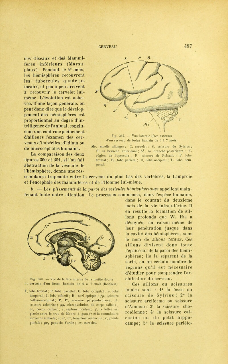 Fig. 362. — Vue latérale (face externe) d'un cerveau de fœtus humain de 6 à 7 mois. Mo, moelle allongée ; C, cervelet ; S, scissure de Sylvius ; S1, sa branche antérieure ; S2, sa branche postérieure ; K, région de l'opercule ; R, scissure de Rolando ; F, lobe frontal ; P, lobe pariétal ; 0, lobe occipital ; T, lobe tem- poral. des Oiseaux et des Mammi- fères inférieurs (Marsu- piaux). Pendant le 4e mois, les hémisphères recouvrent les tubercules quadriju- meaux, et peu à peu arrivent à recouvrir le cervelet lui- même. L'évolution est ache- vée. D'une façon générale, on peut donc dire que le dévelop- pement des hémisphères est proportionnel au degré d'in- telligence de l'animal, conclu- sion que confirme pleinement d'ailleurs l'examen des cer- veaux d'imbéciles, d'idiots ou de microcéphales humains. La comparaison des deux figures 360 et 361, si l'on fait abstraction de la vésicule de l'hémisphère, donne une res- semblance frappante entre le cerveau du plus bas des vertébrés, la Lamproie et l'encéphale des mammifères et de l'Homme lui-même. b. — Les plissements de la paroi des vésicules hémisphériques appellent main- tenant toute notre attention. Ce processus commence, dans l'espèce humaine, dans le courant du deuxième mois de la vie intra-utérine. Il en résulte la formation de sil- lons profonds que W. His a désignés, en raison même de leur pénétration jusque dans la cavité des hémisphères, sous le nom de sillons totaux. Ces sillons divisent donc toute l'épaisseur de la paroi des hémi- sphères ; ils la séparent de la sorte, en un certain nombre de régions qu'il est nécessaire d'étudier pour comprendre l'ar- chitecture du cerveau. Ces sillons ou scissures totales sont : 1° la fosse ou scissure de Sylvius ; 2° la scissure arciforme ou scissure d'Ammon ; 3° la scissure cho- roïdienne ; 4 la scissure cal- carine ou du petit hippo- campe; 5° la scissure pariéto- Fig. 363. — Vue de la l'ace interne de la moitié droite du cerveau d'un fœtus humain de 6 à 7 mois (Reichert). F, lobe fronlal ; P, lobe pariétal; 0, lobe occipital; r. lobe temporal ; I, lobe olfactif ; H, nerf optique ; fp, scissure calloso-marginal ; P, P', scissure perpendiculaire; /(, scissure calcarine; gg, circonvolution du corps calleux ; ce, corps calleux ; s, septum lucidum ; f, la lettre est placée entre le trou de Monro à gauche et la commissure moyenne à droite; v, v', v, troisième ventricule; /', glande pinéale; pv, pont de Varole ; ce, cervelet.